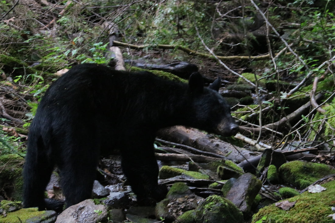 What a Long Strange Trip