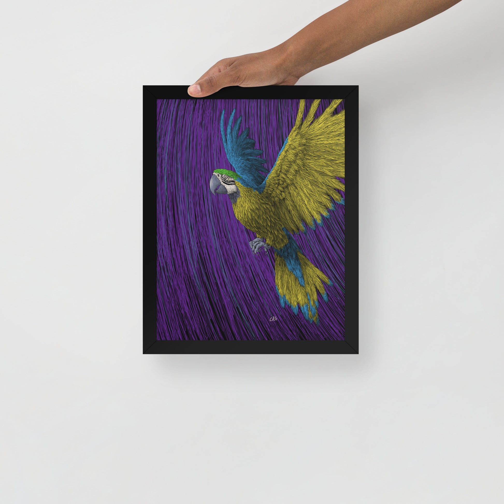 Macaw Art Print