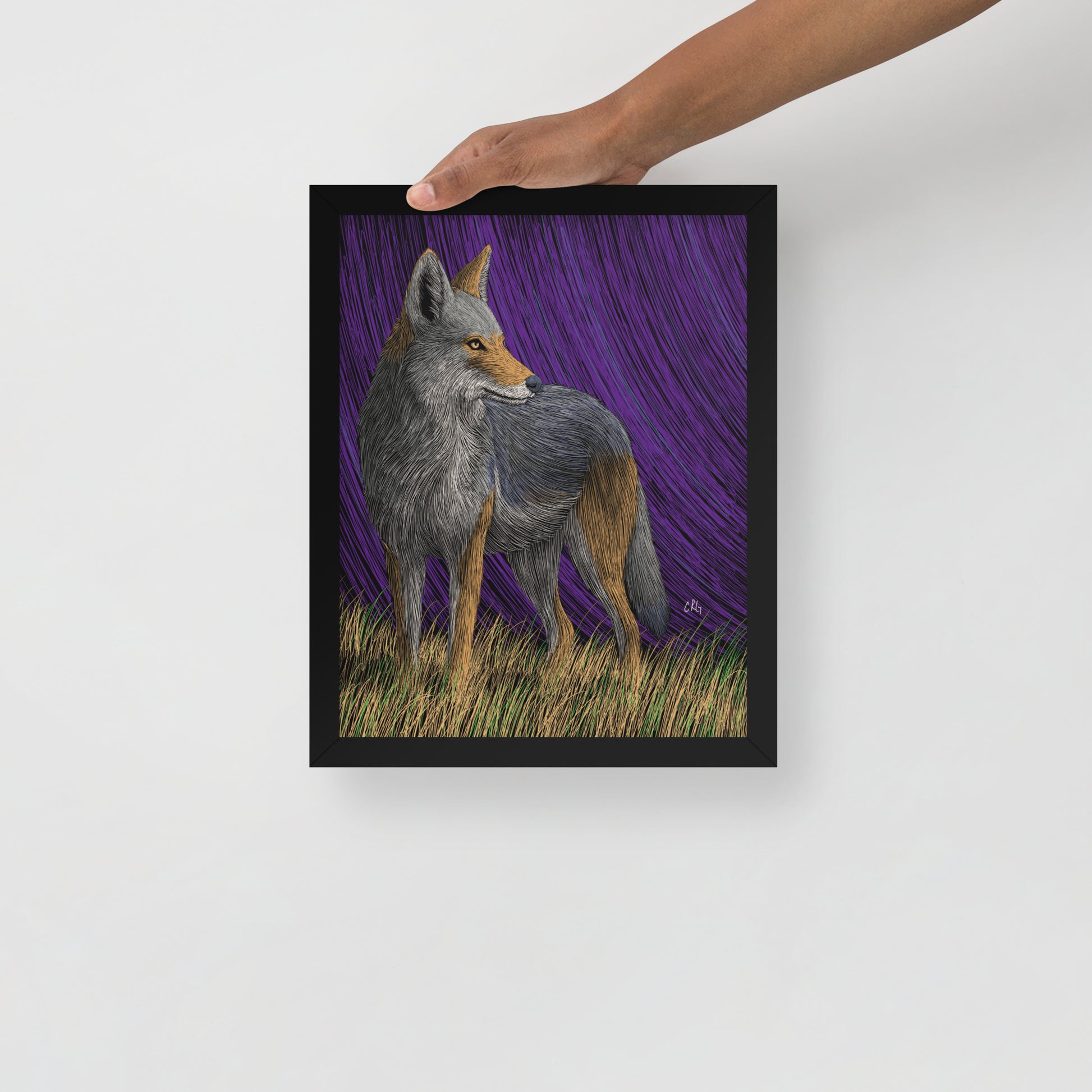 Coyote Art Print