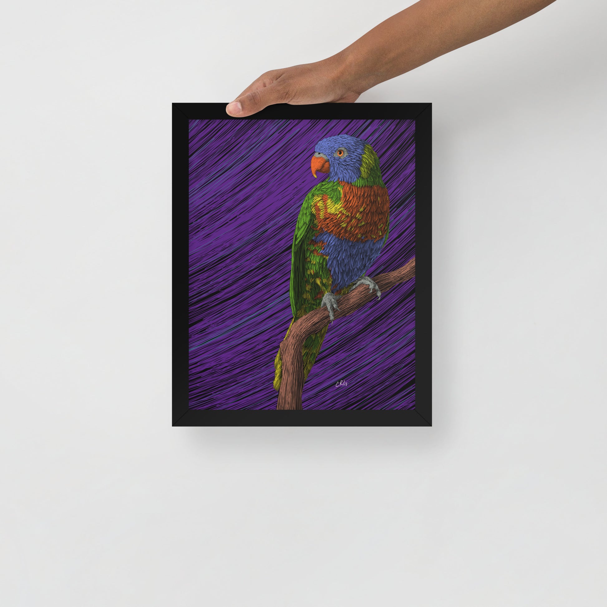 Lorikeet Art Print