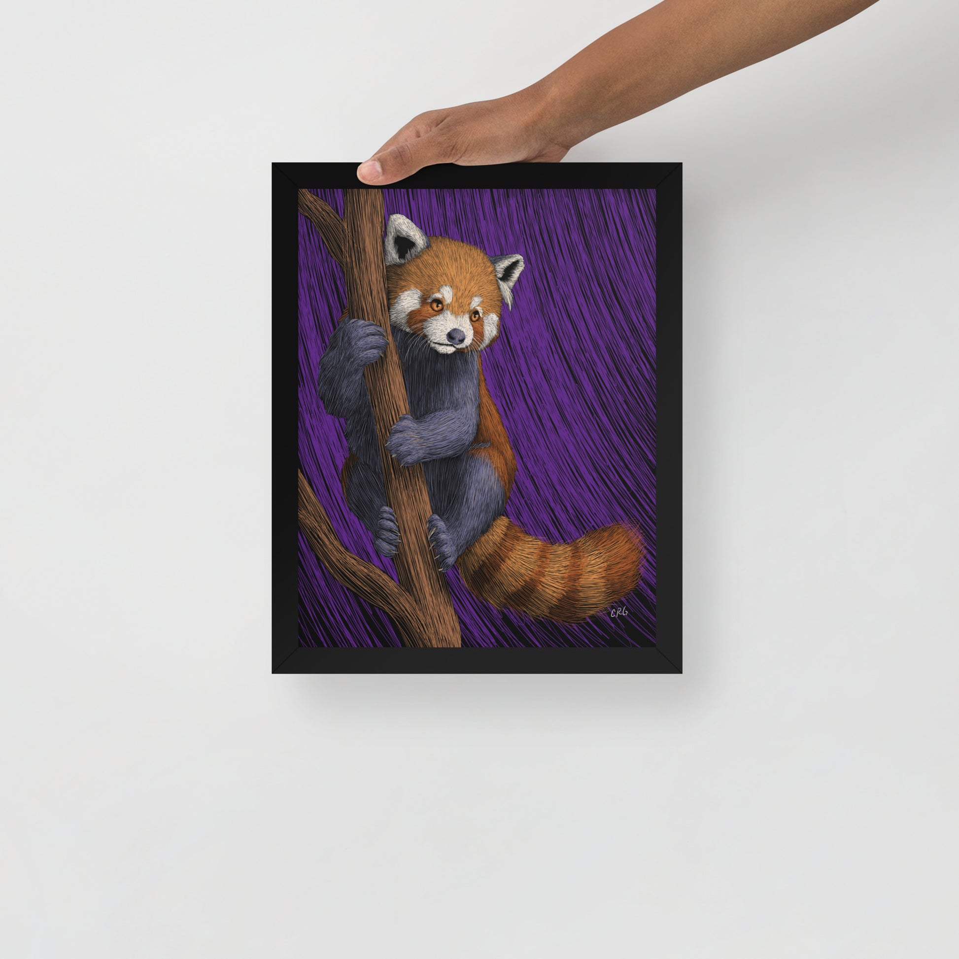 Red Panda Art Print