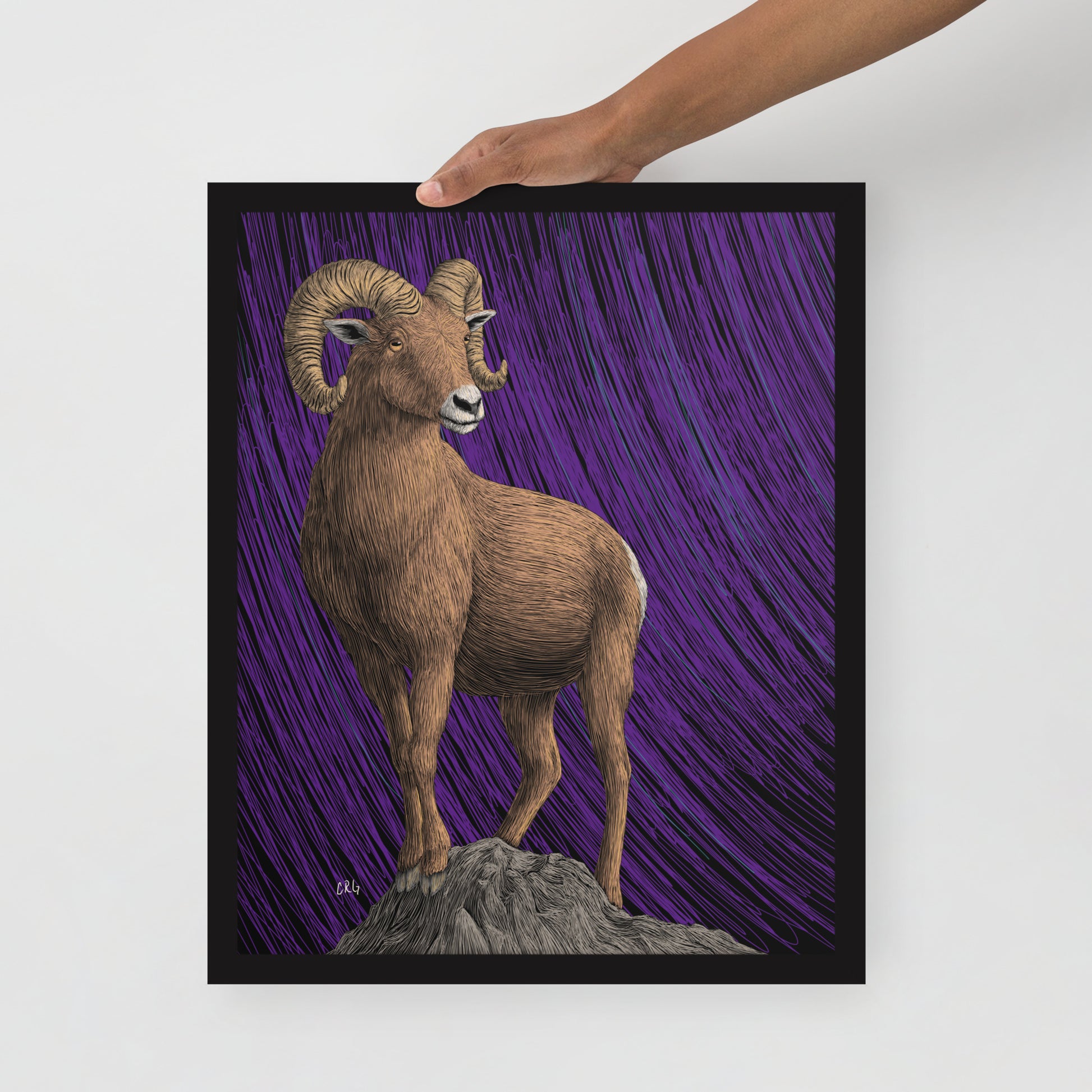 Bighorn Sheep Art Print