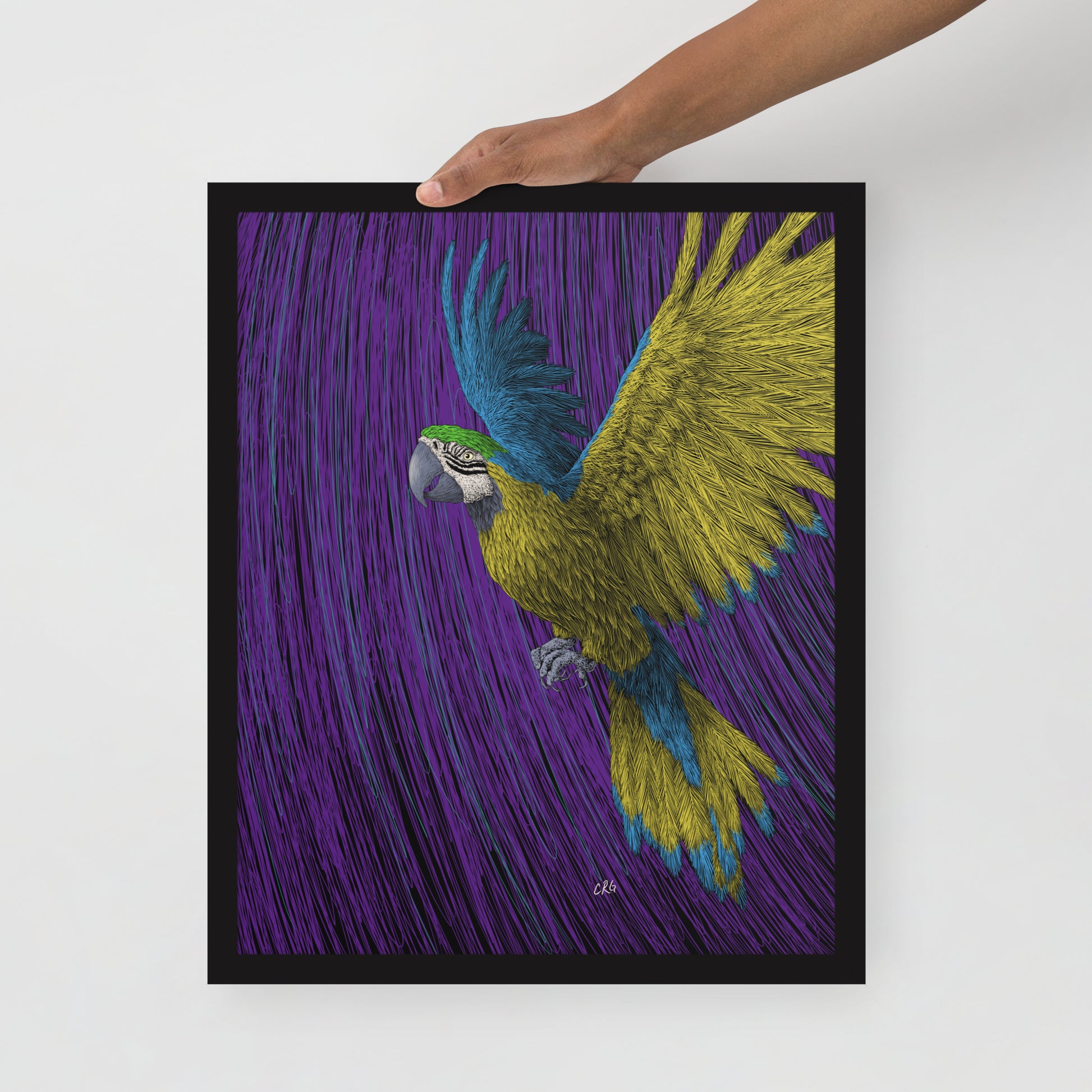 Macaw Art Print