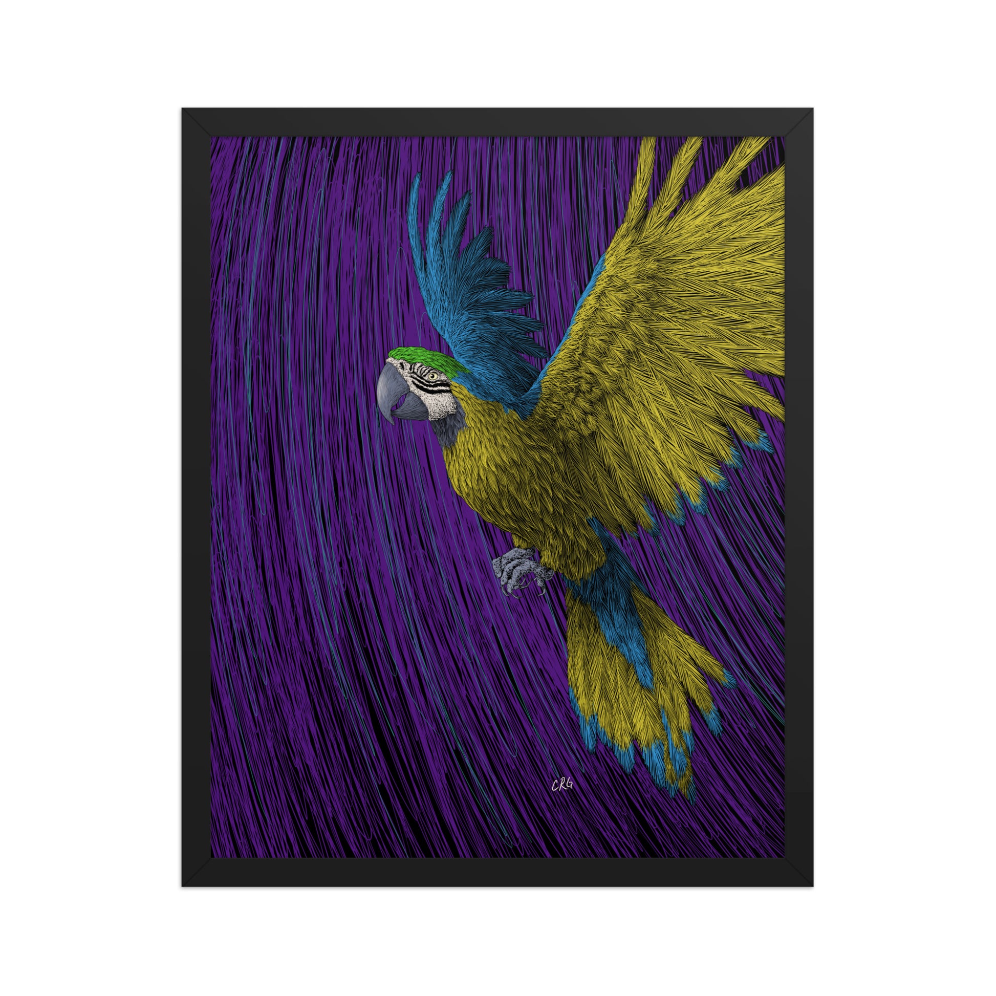 Macaw Art Print