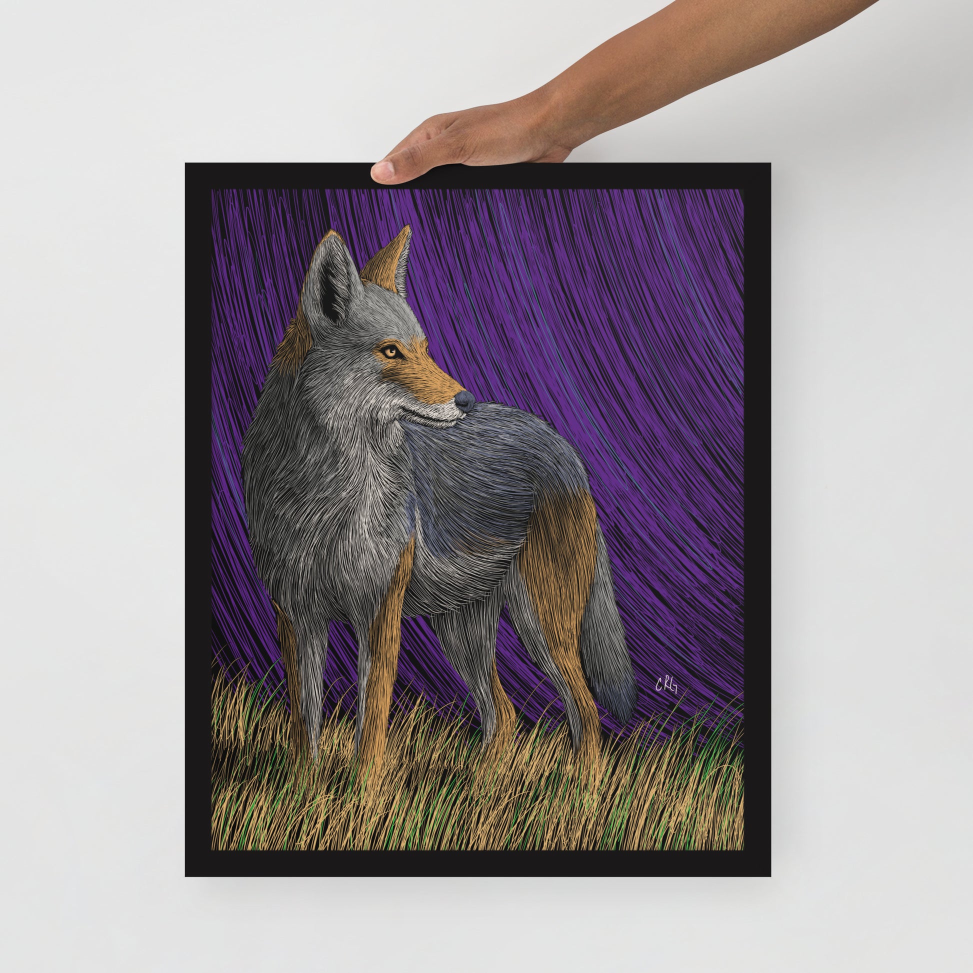 Coyote Art Print