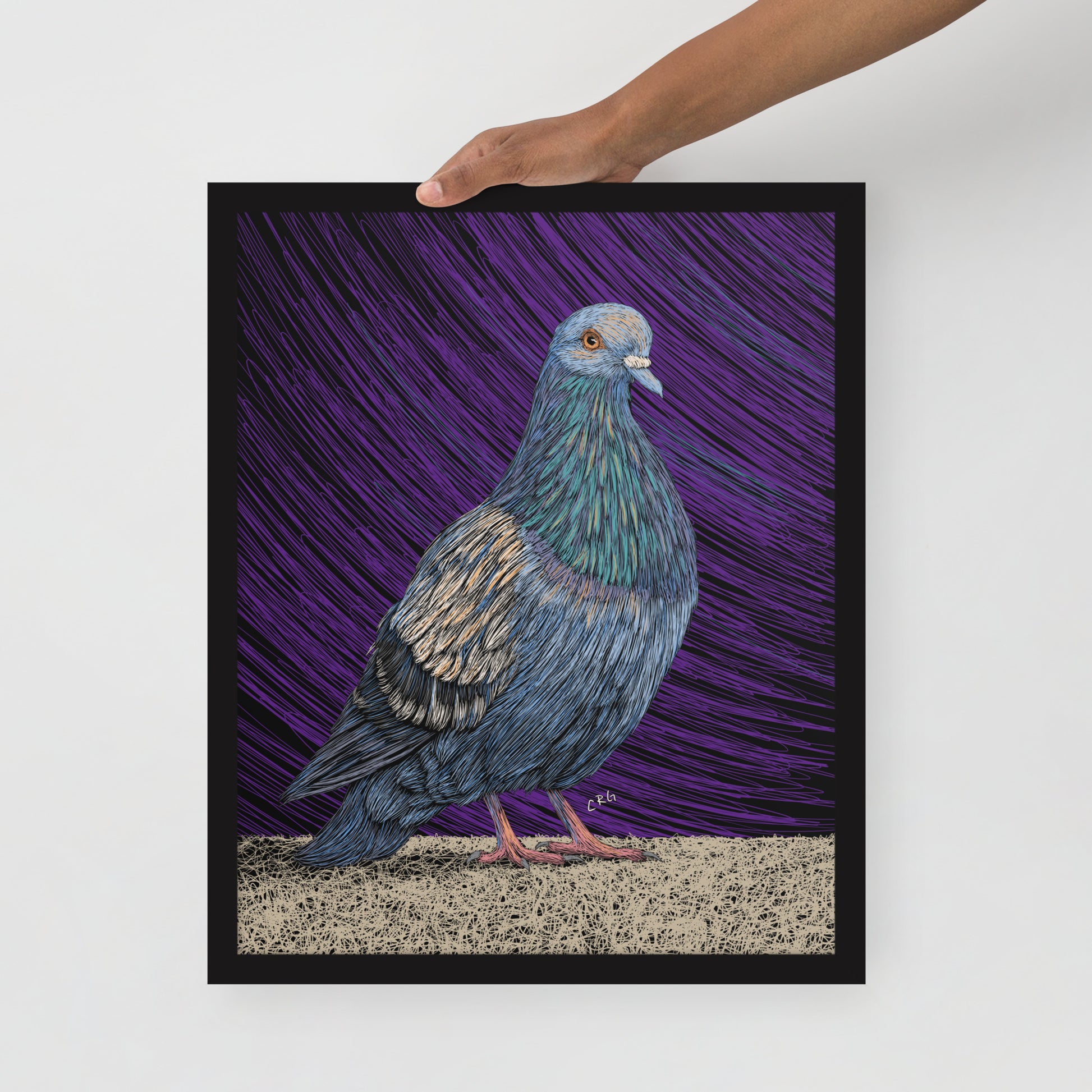 Pigeon Art Print