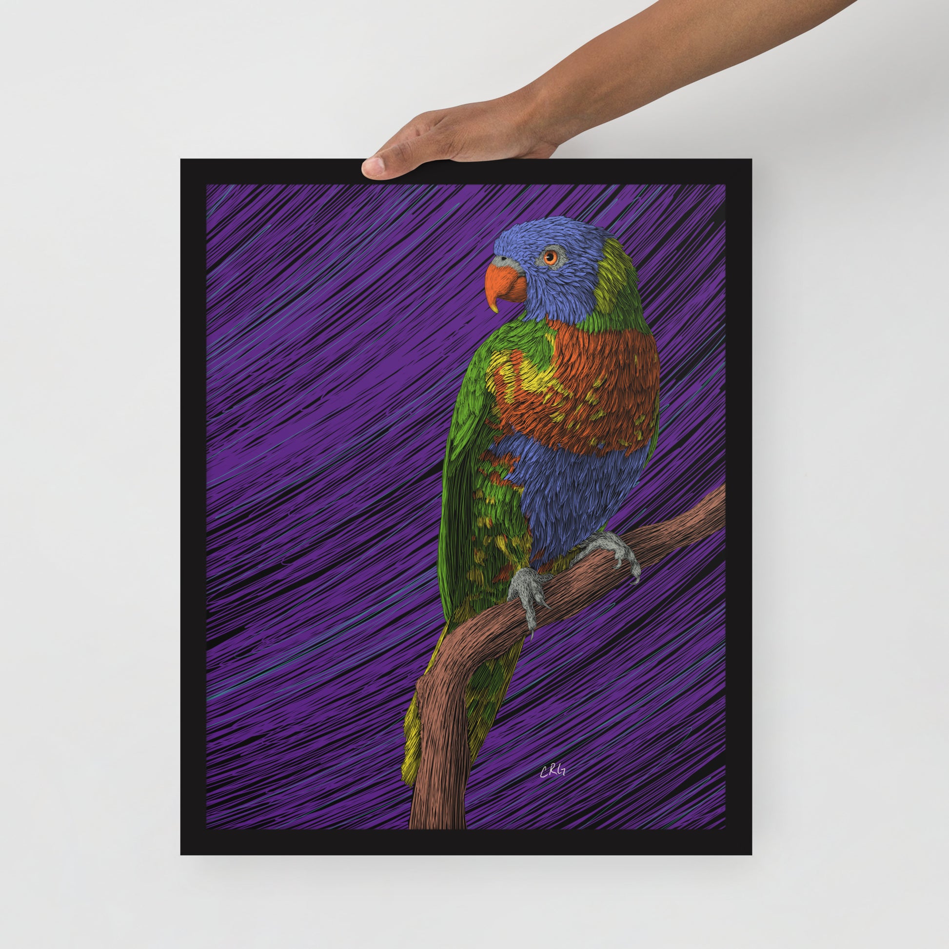 Lorikeet Art Print