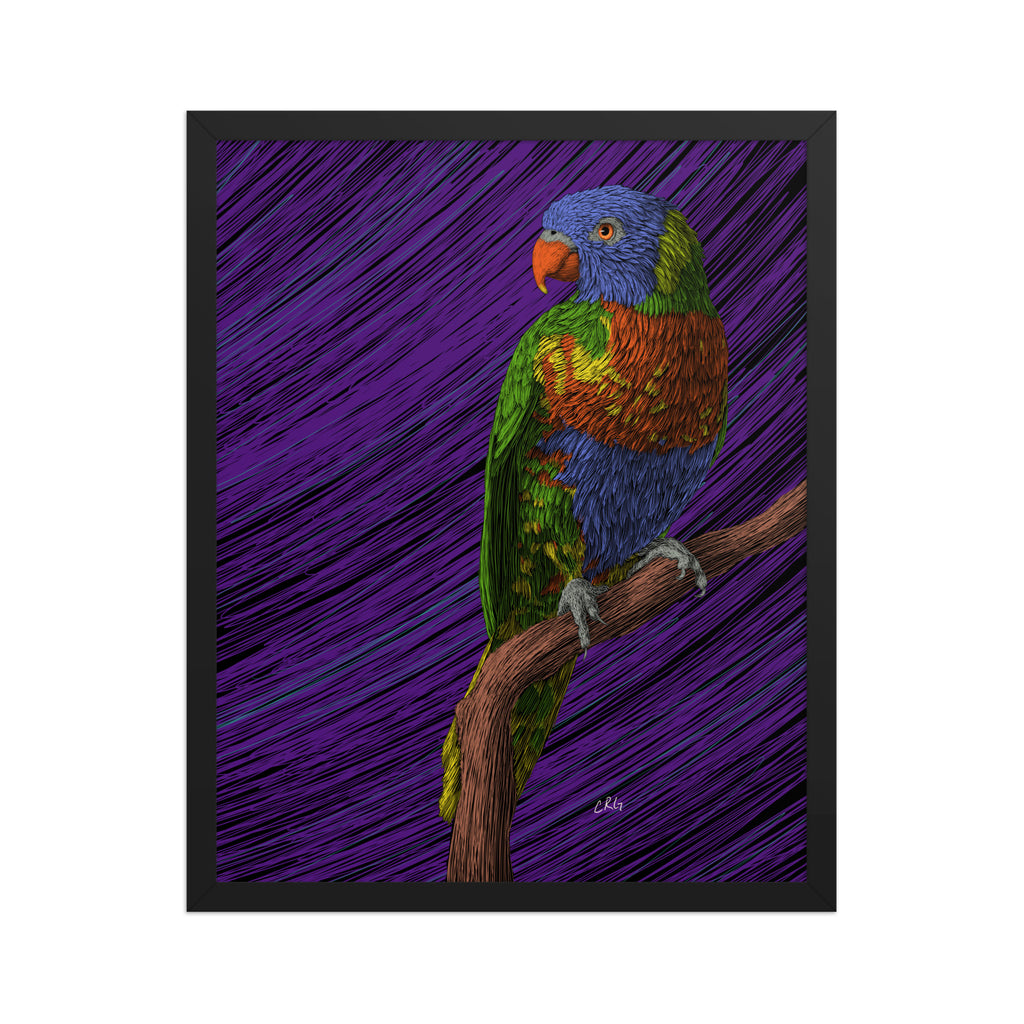 Lorikeet Art Print