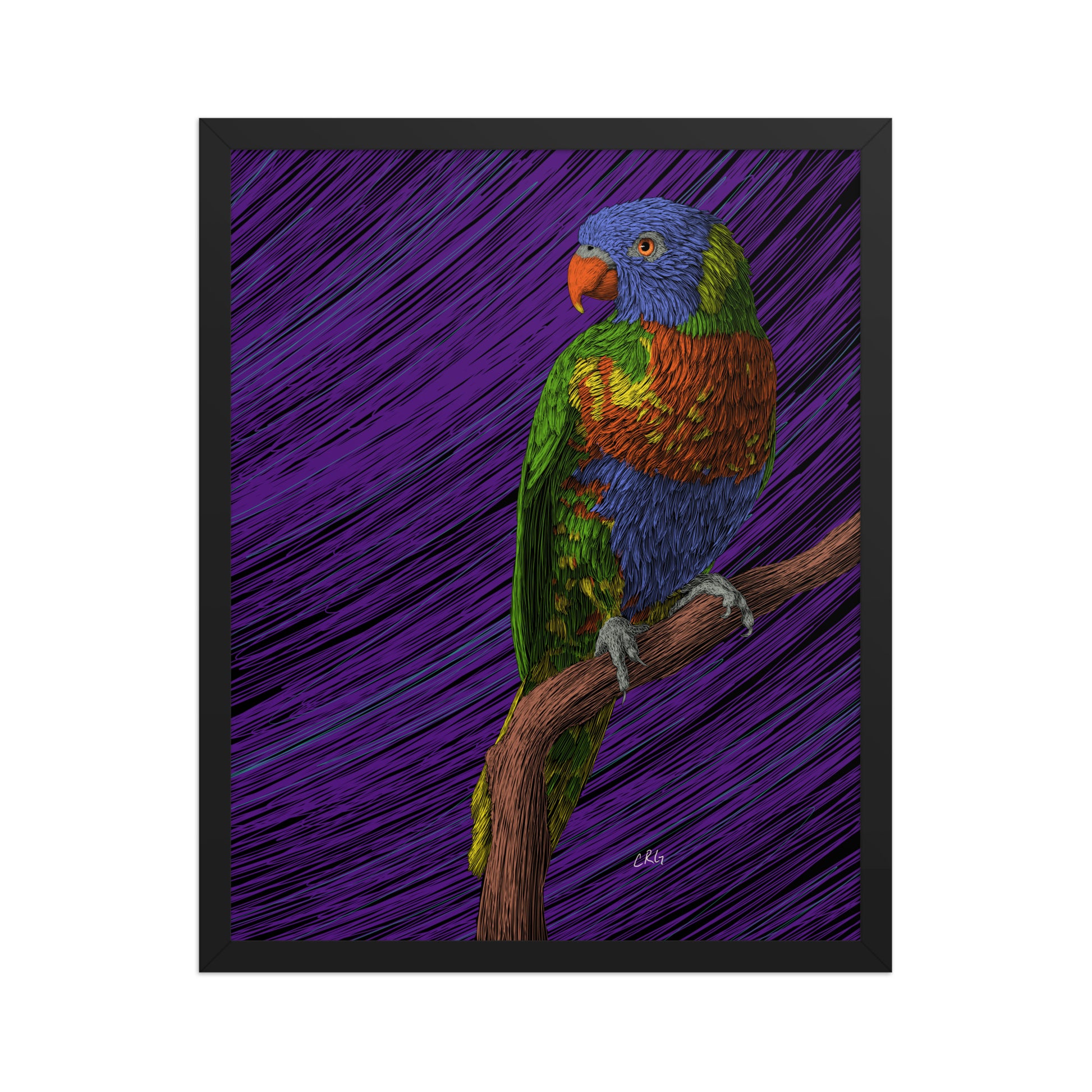 Lorikeet Art Print