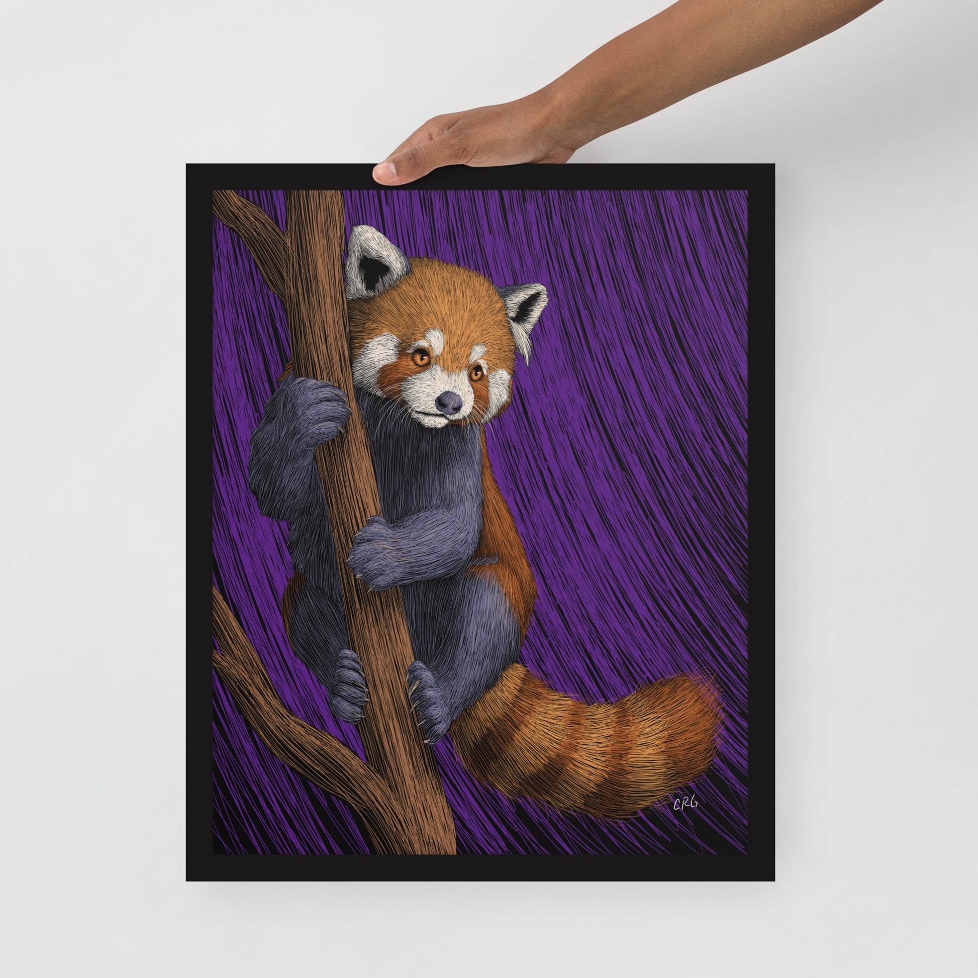 Red Panda Art Print
