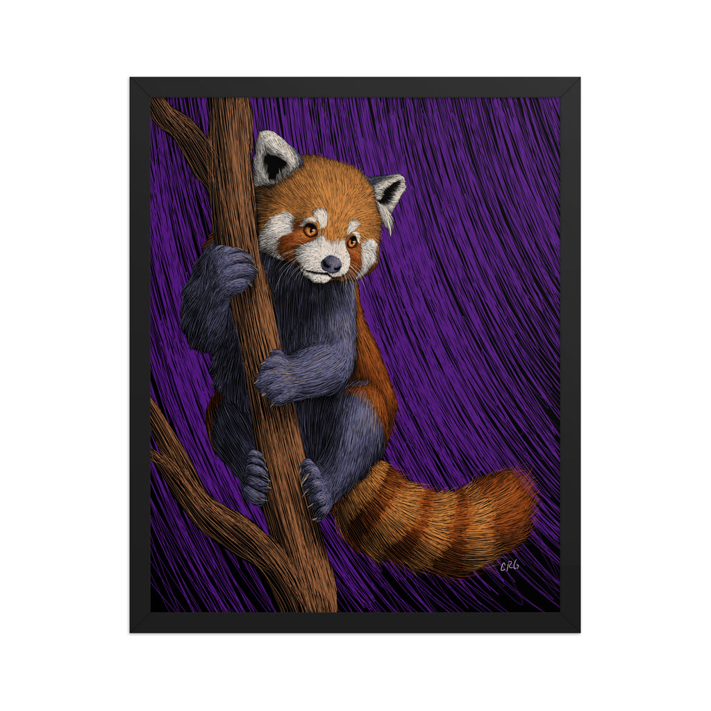 Red Panda Art Print