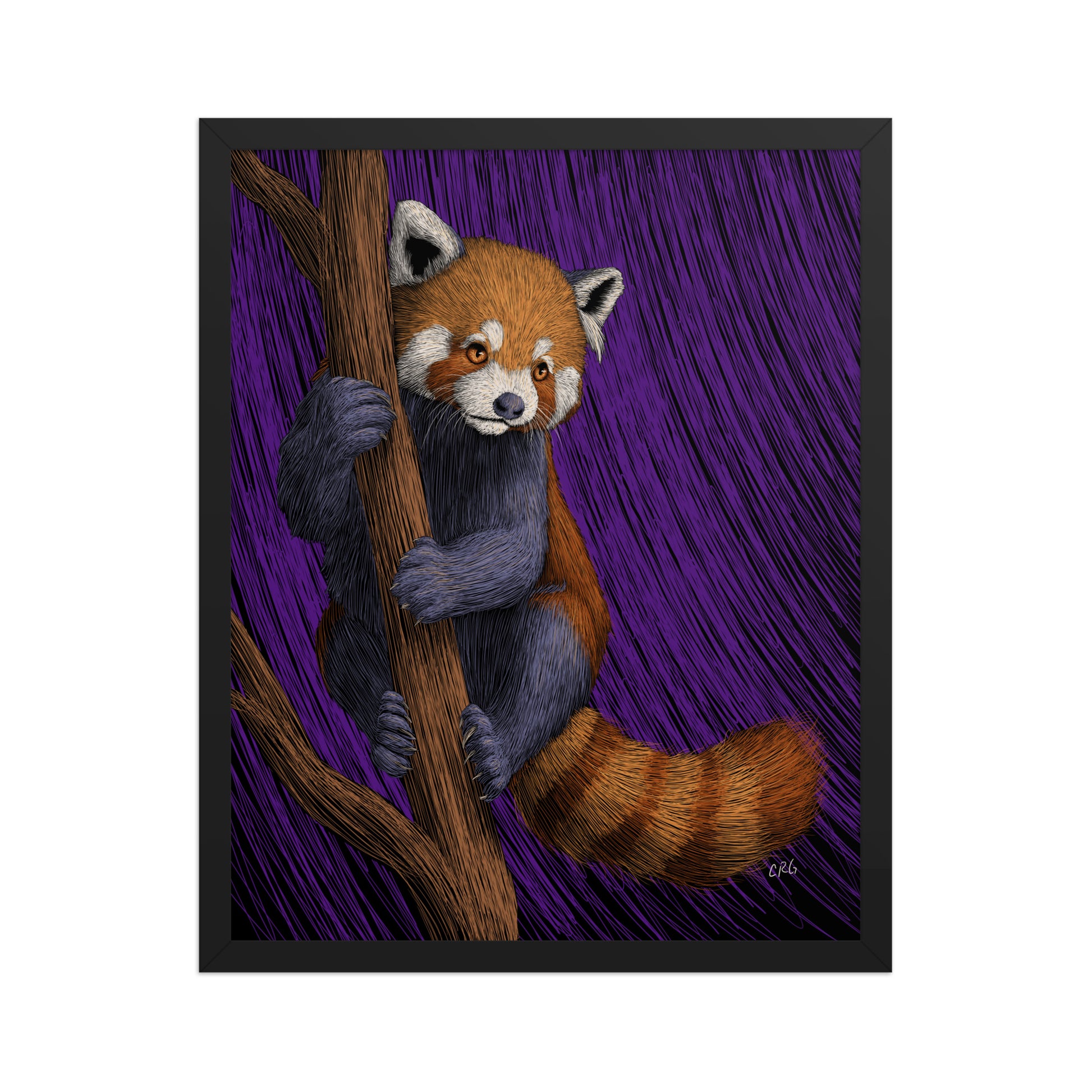 Red Panda Art Print