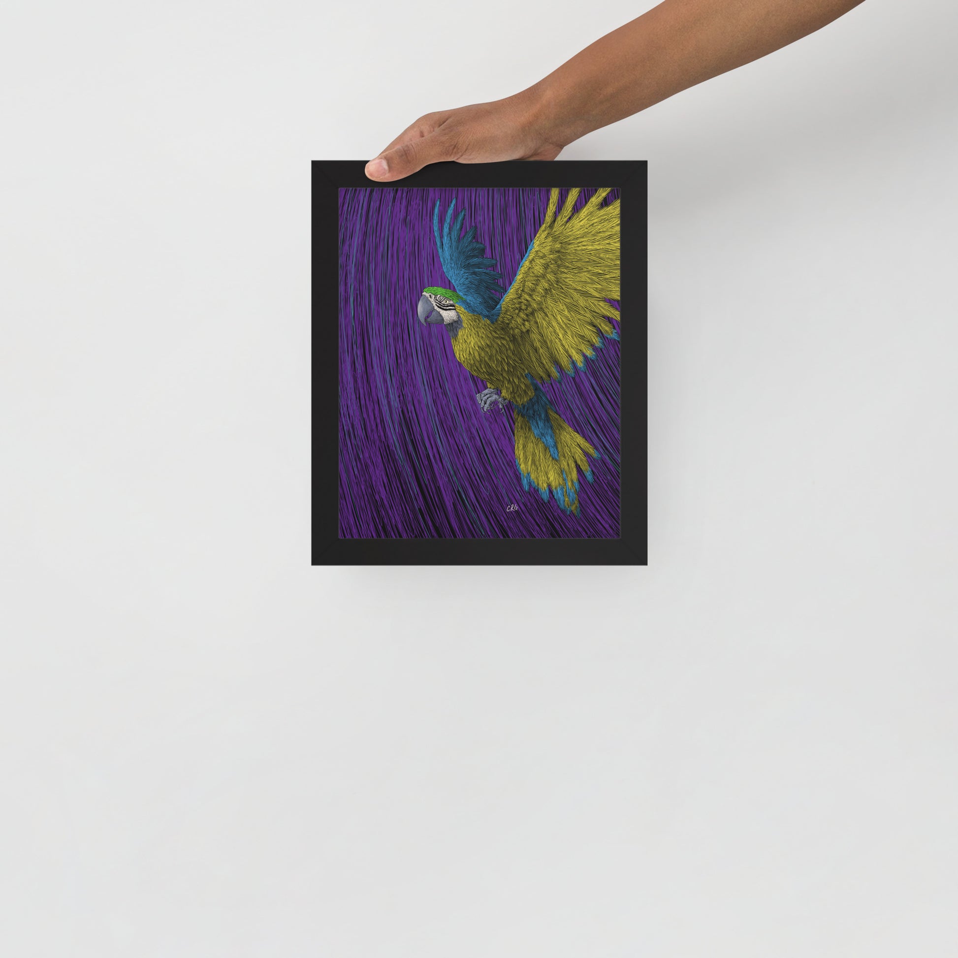 Macaw Art Print