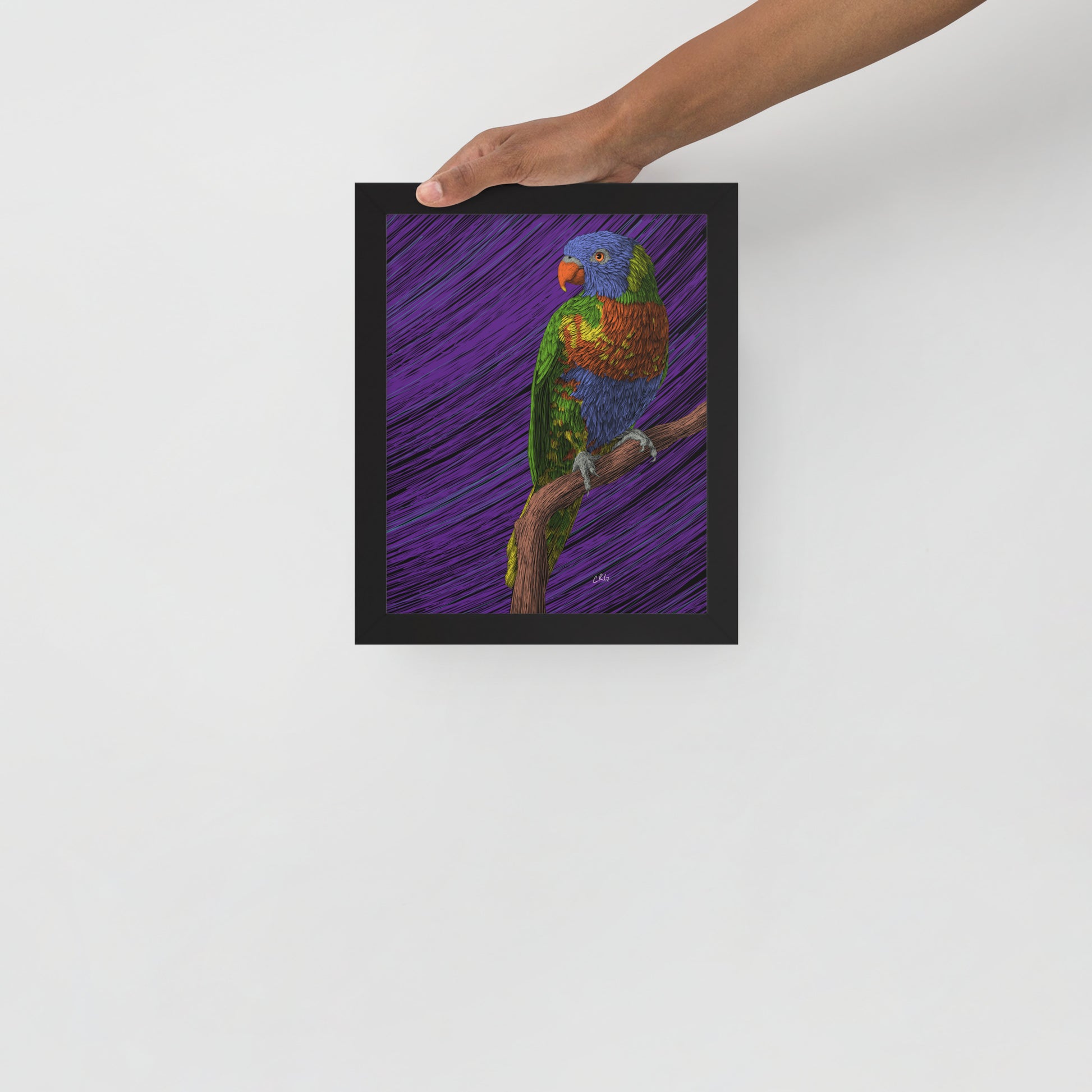 Lorikeet Art Print