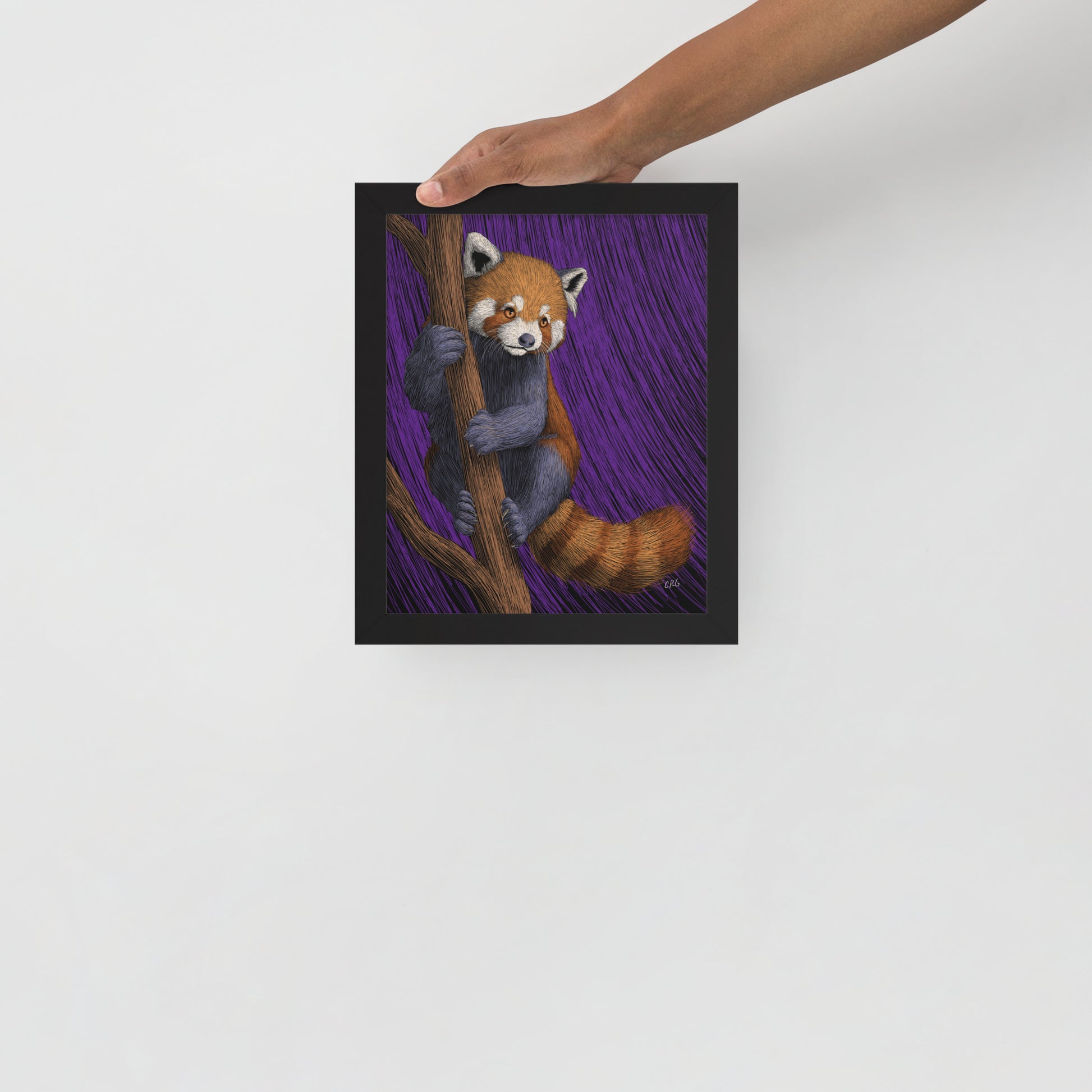 Red Panda Art Print