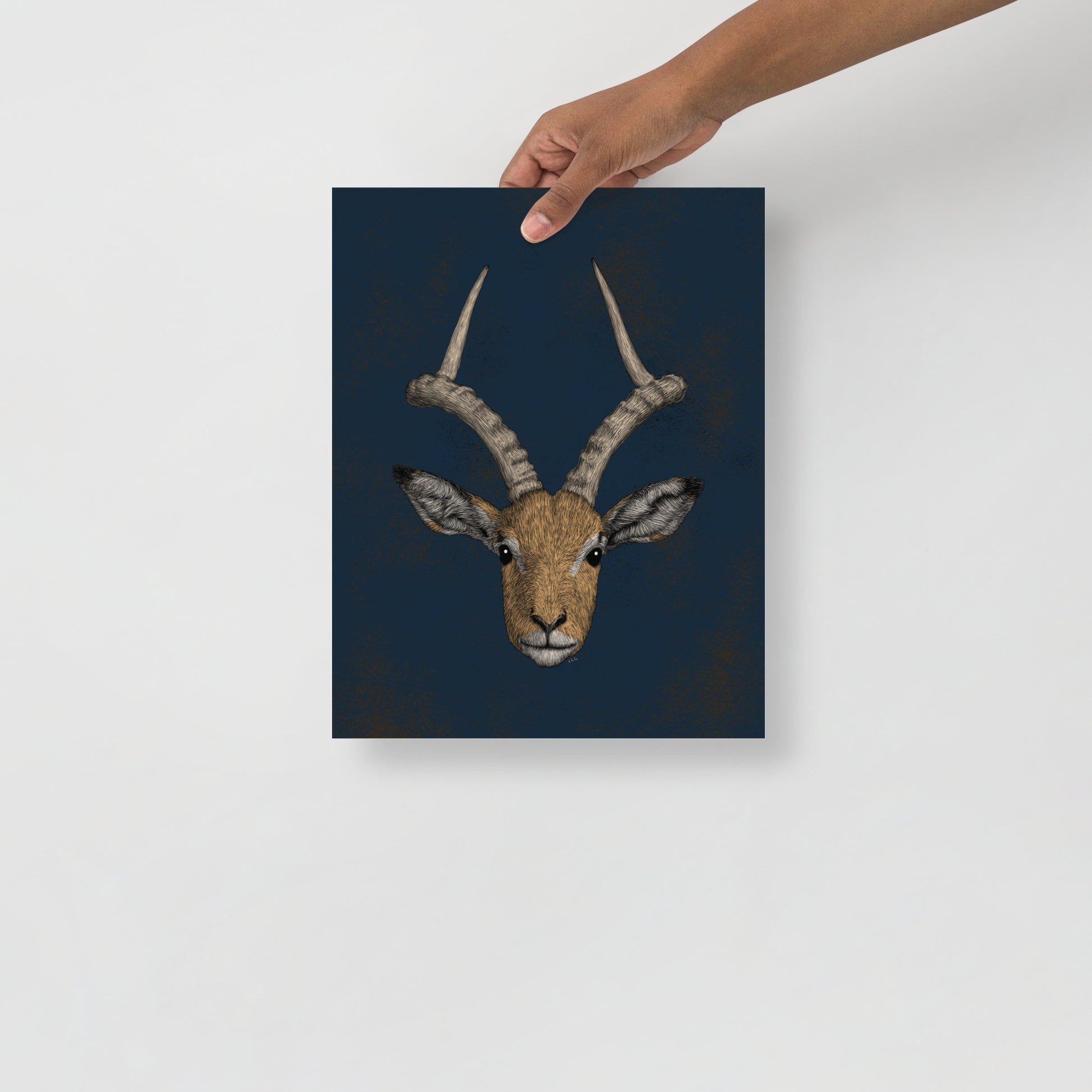 Impala Antelope Art Print