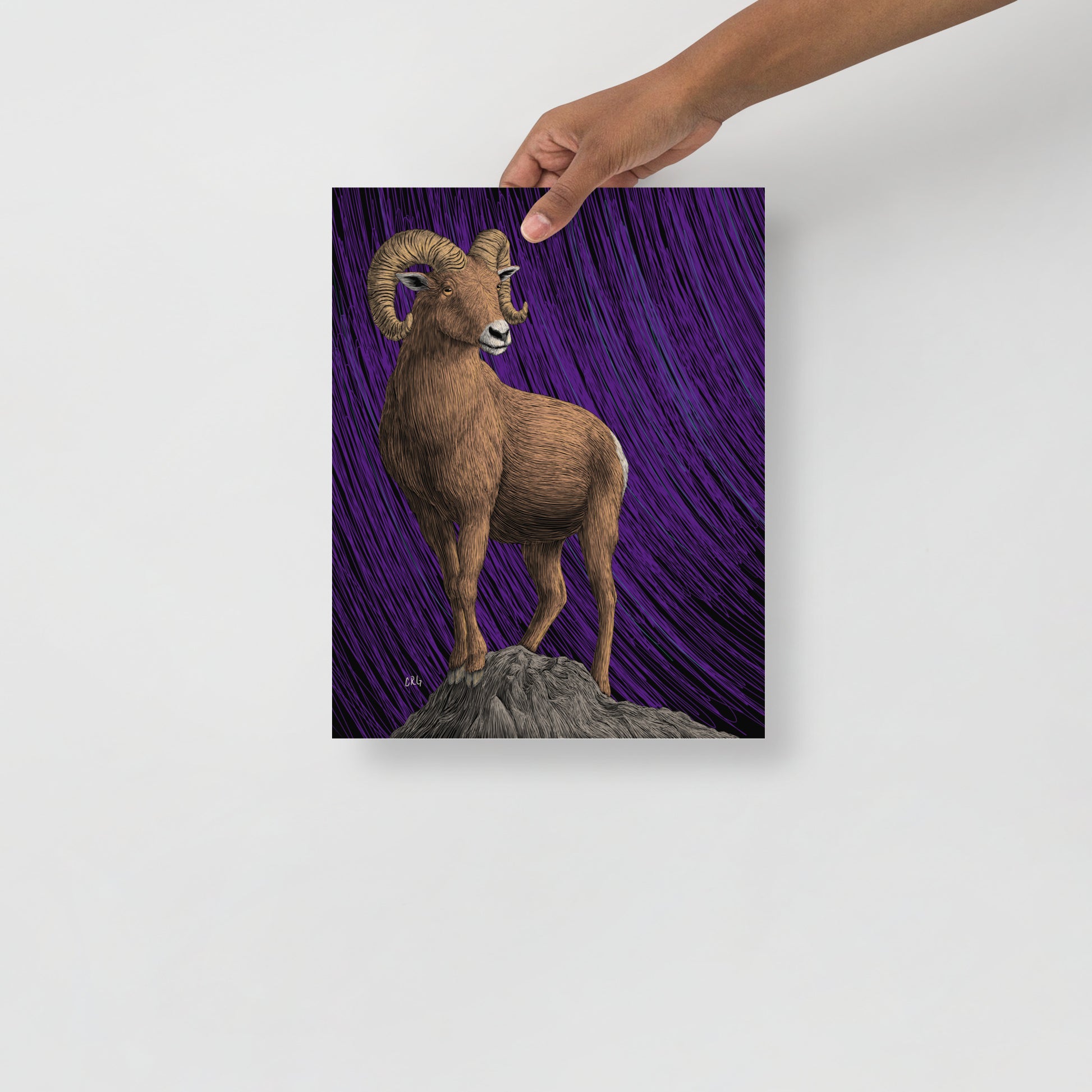 Bighorn Sheep Art Print