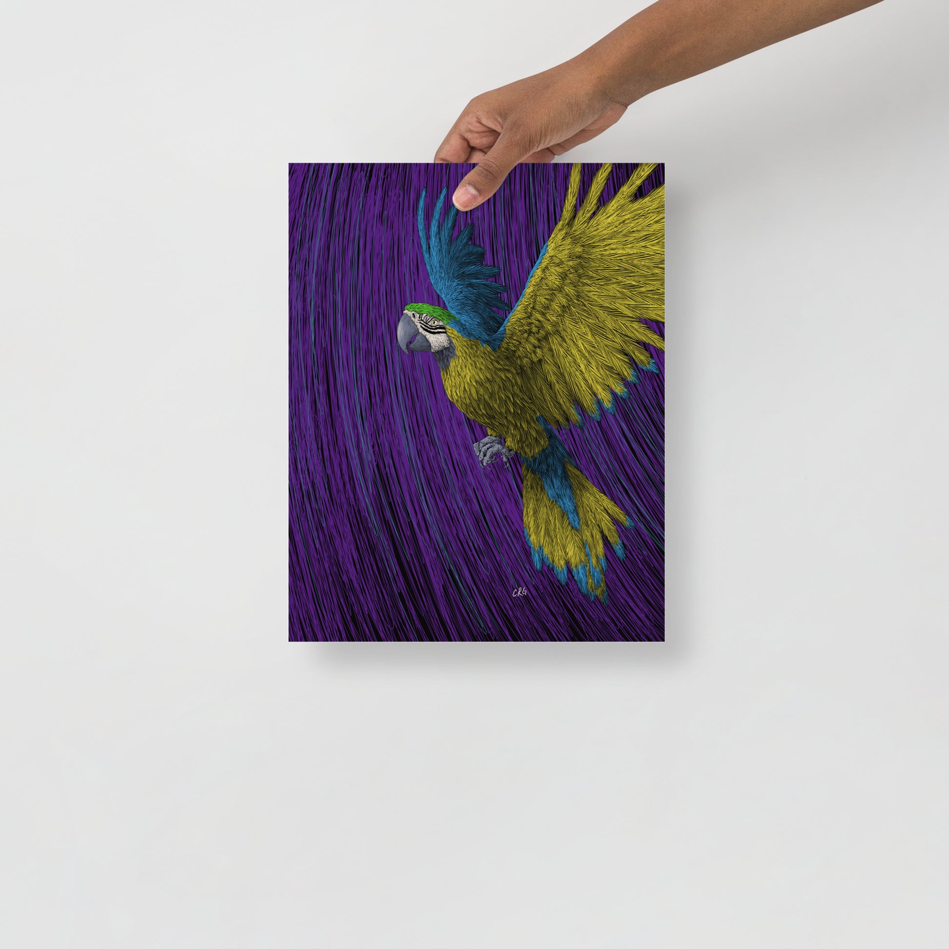 Macaw Art Print