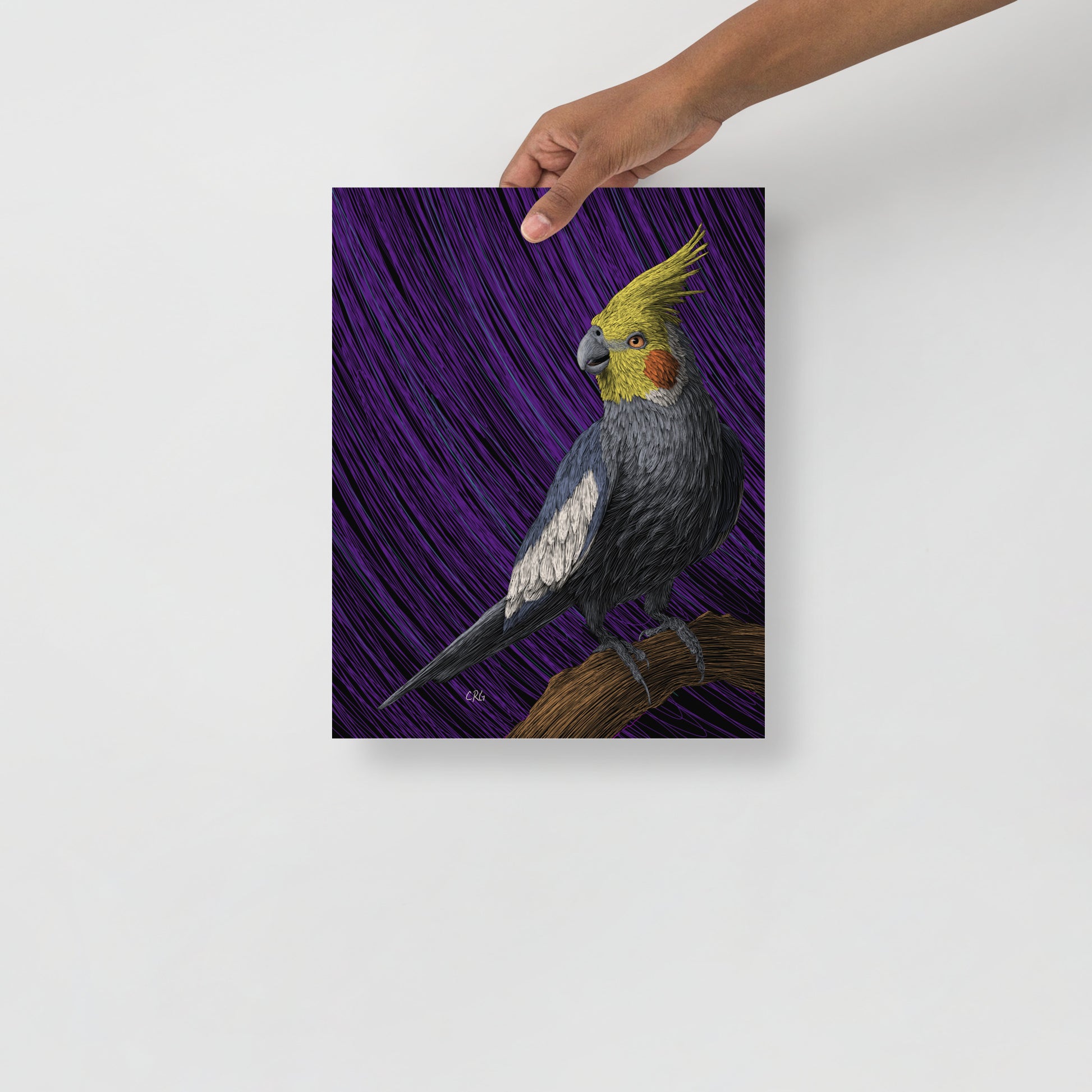 Cockatiel Art Print