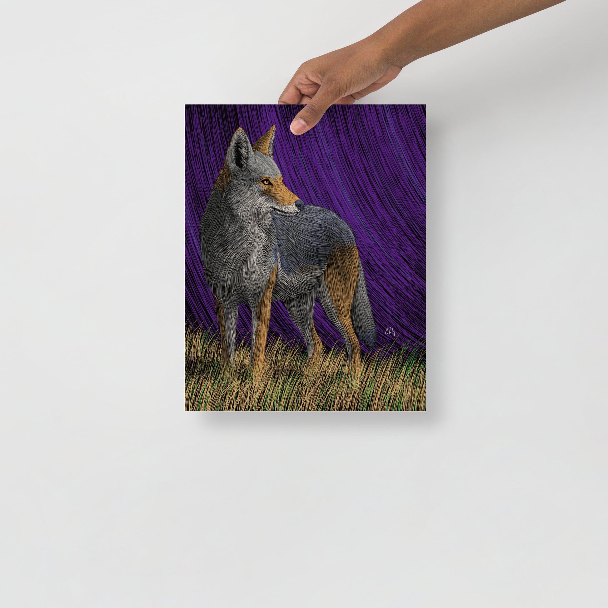Coyote Art Print
