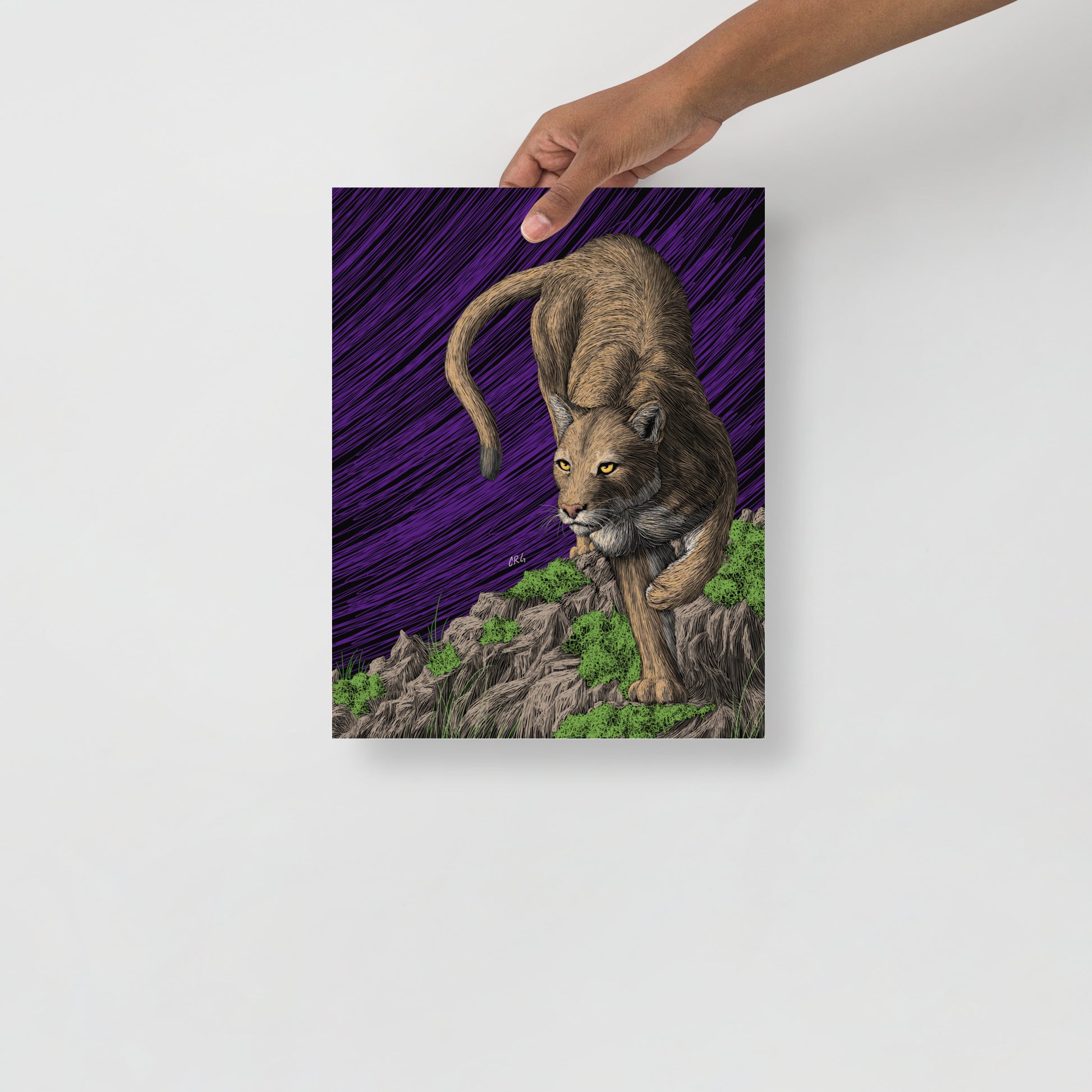 Mountain Lion Art Print