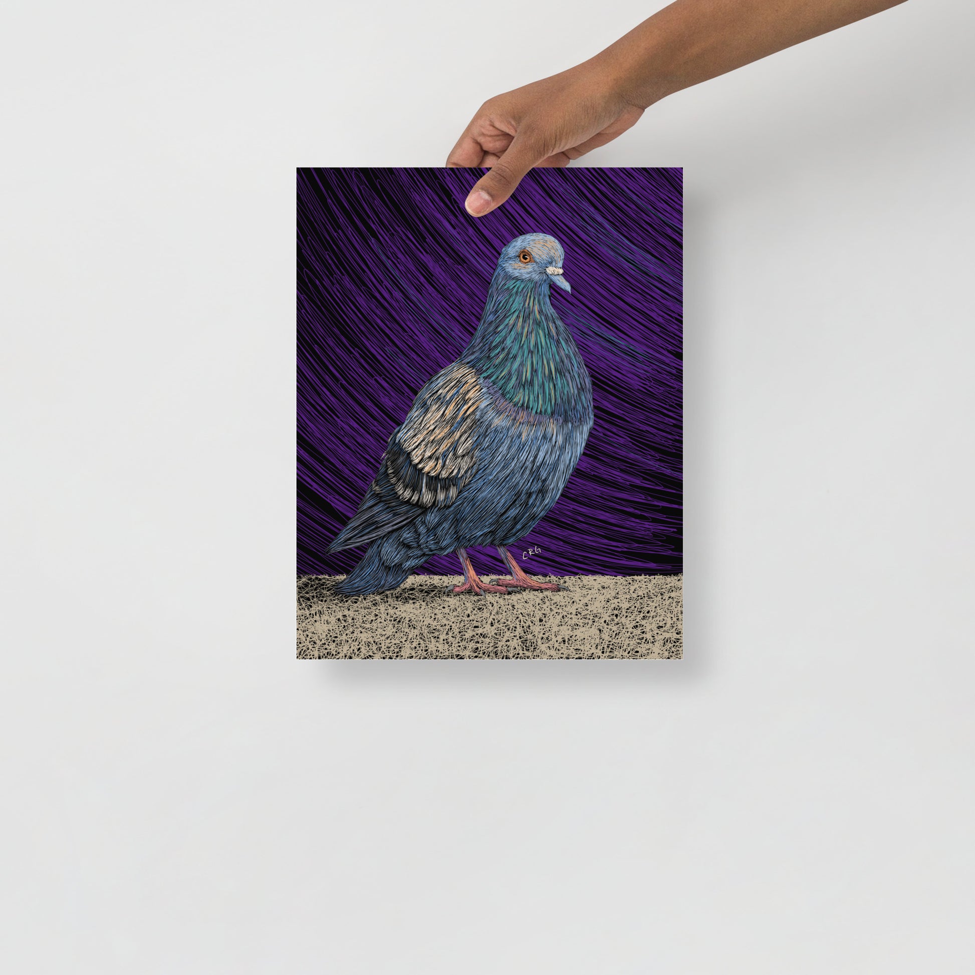 Pigeon Art Print