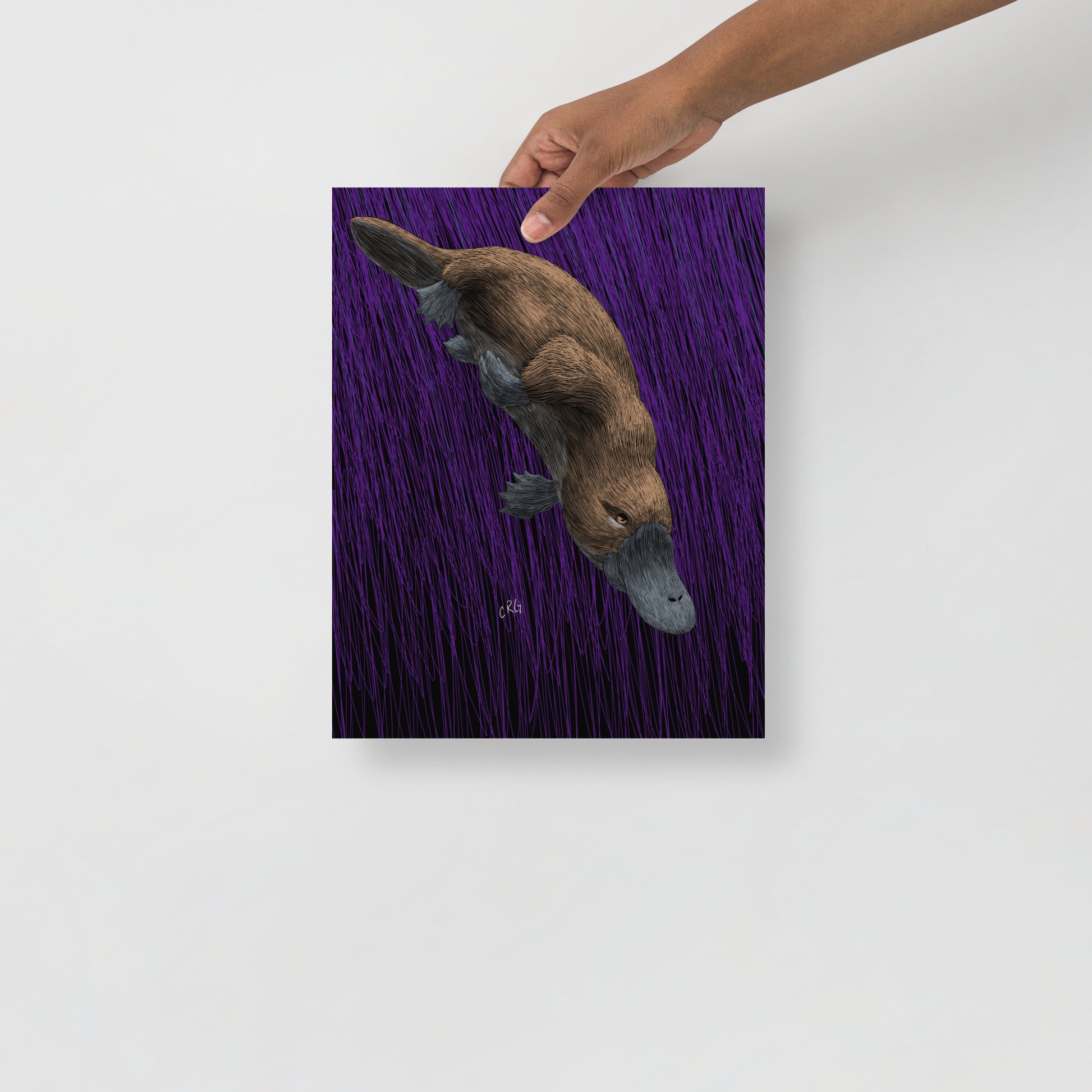 Platypus Art Print