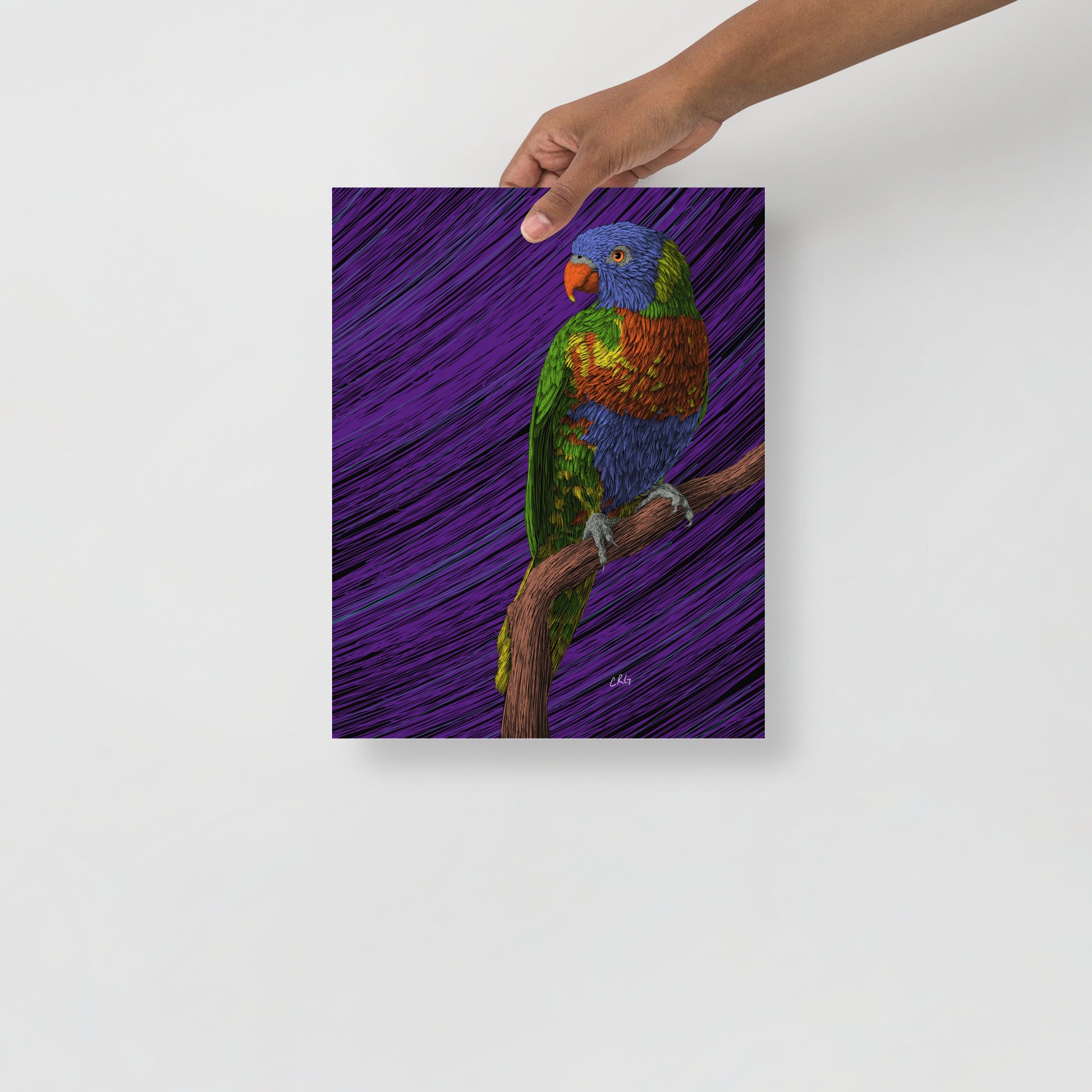 Lorikeet Art Print