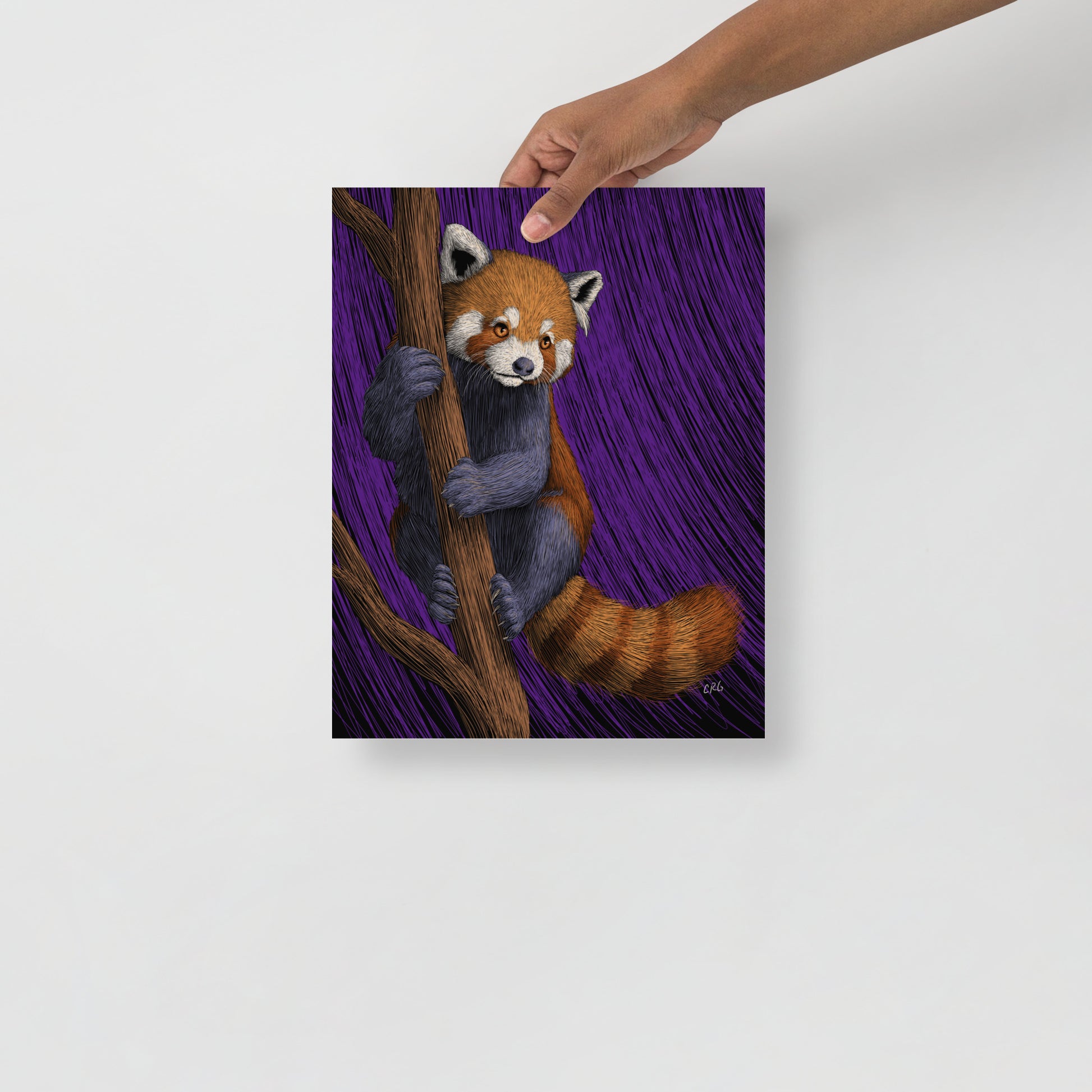 Red Panda Art Print