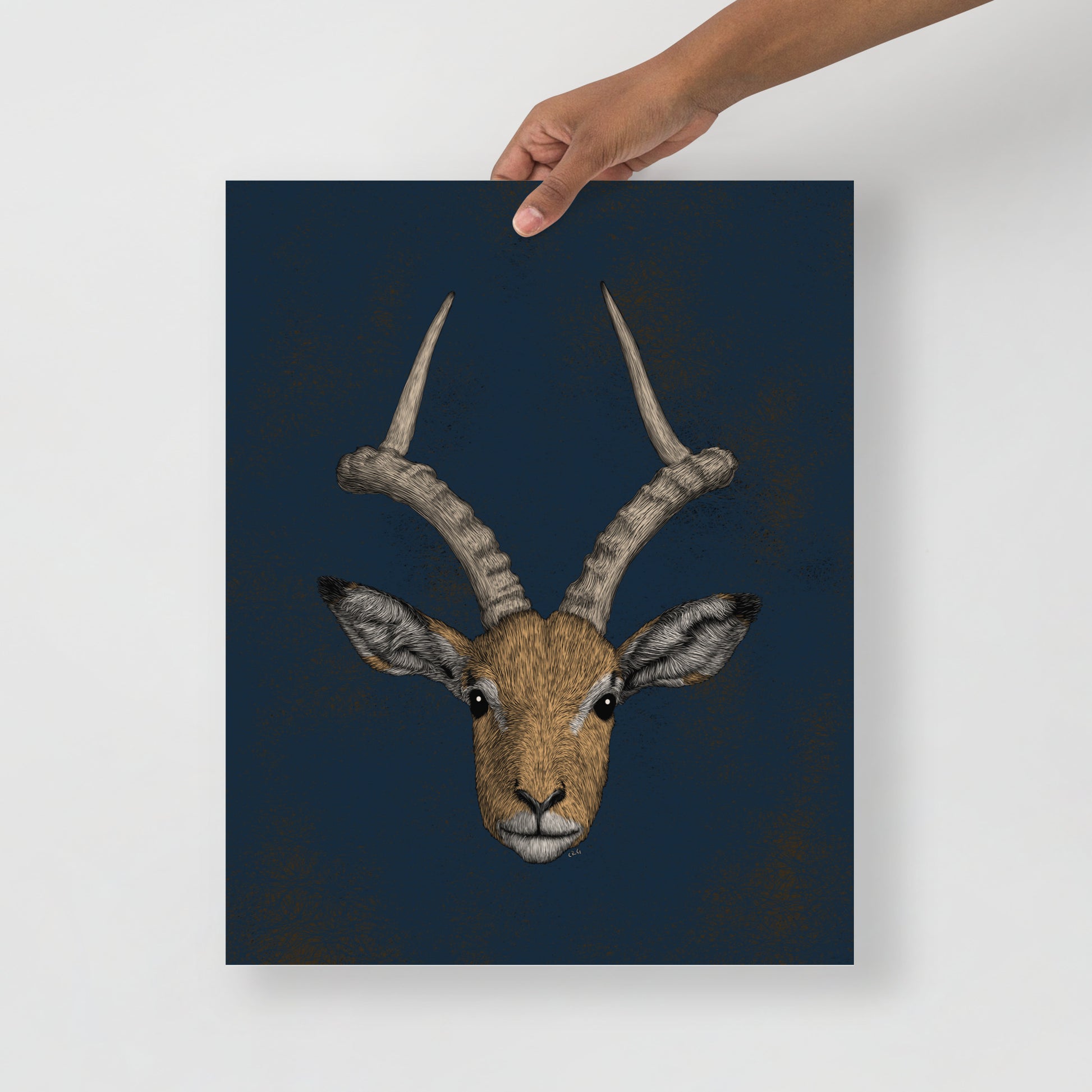 Impala Antelope Art Print
