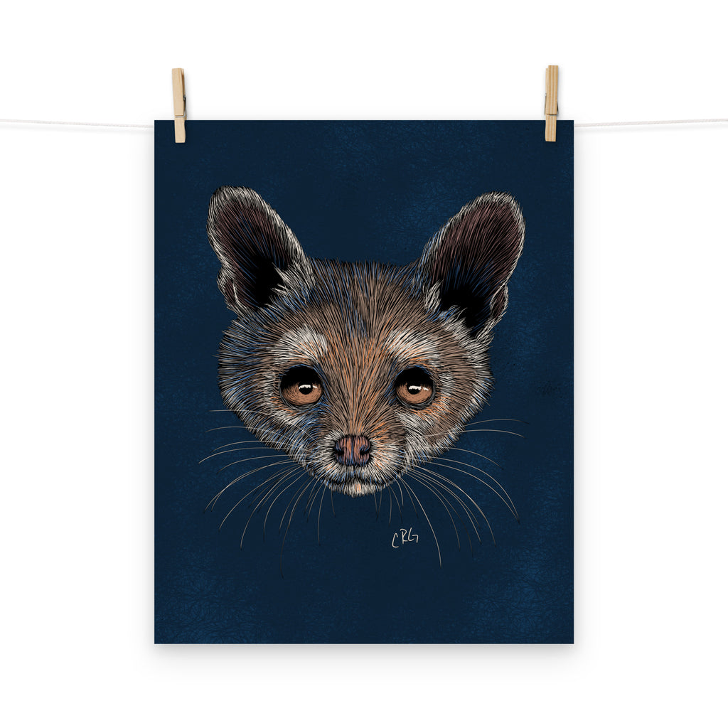 Ringtail Cat Art Print