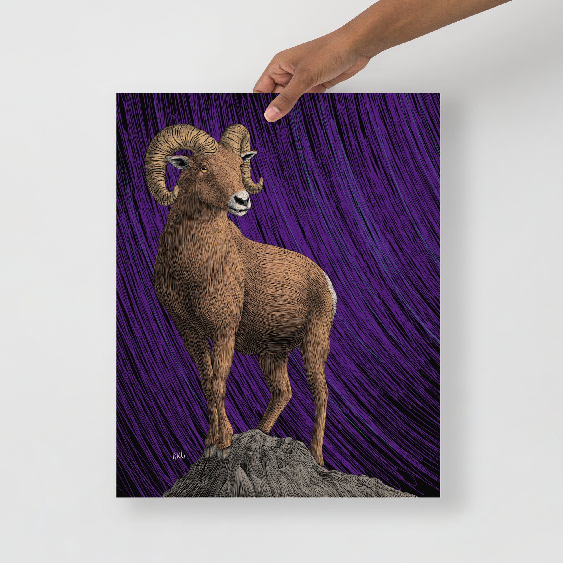 Bighorn Sheep Art Print