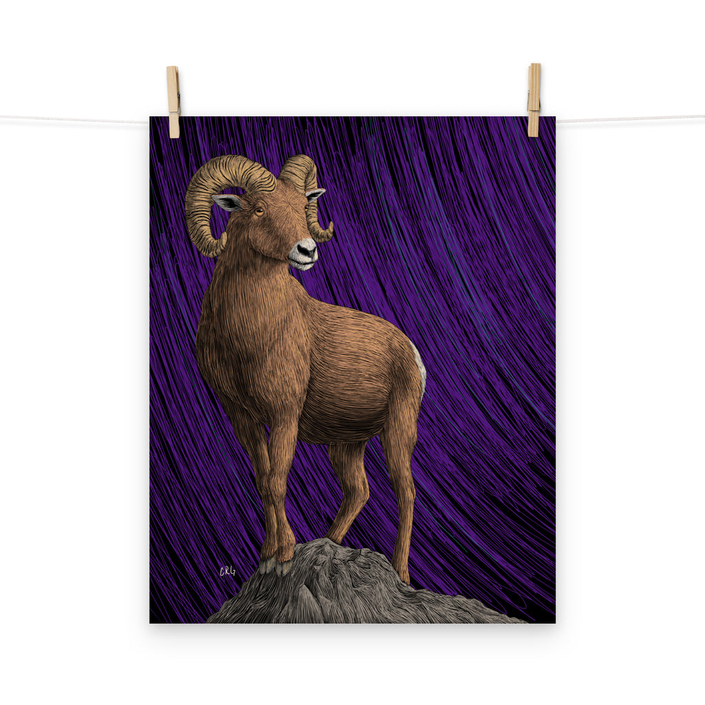 Bighorn Sheep Art Print