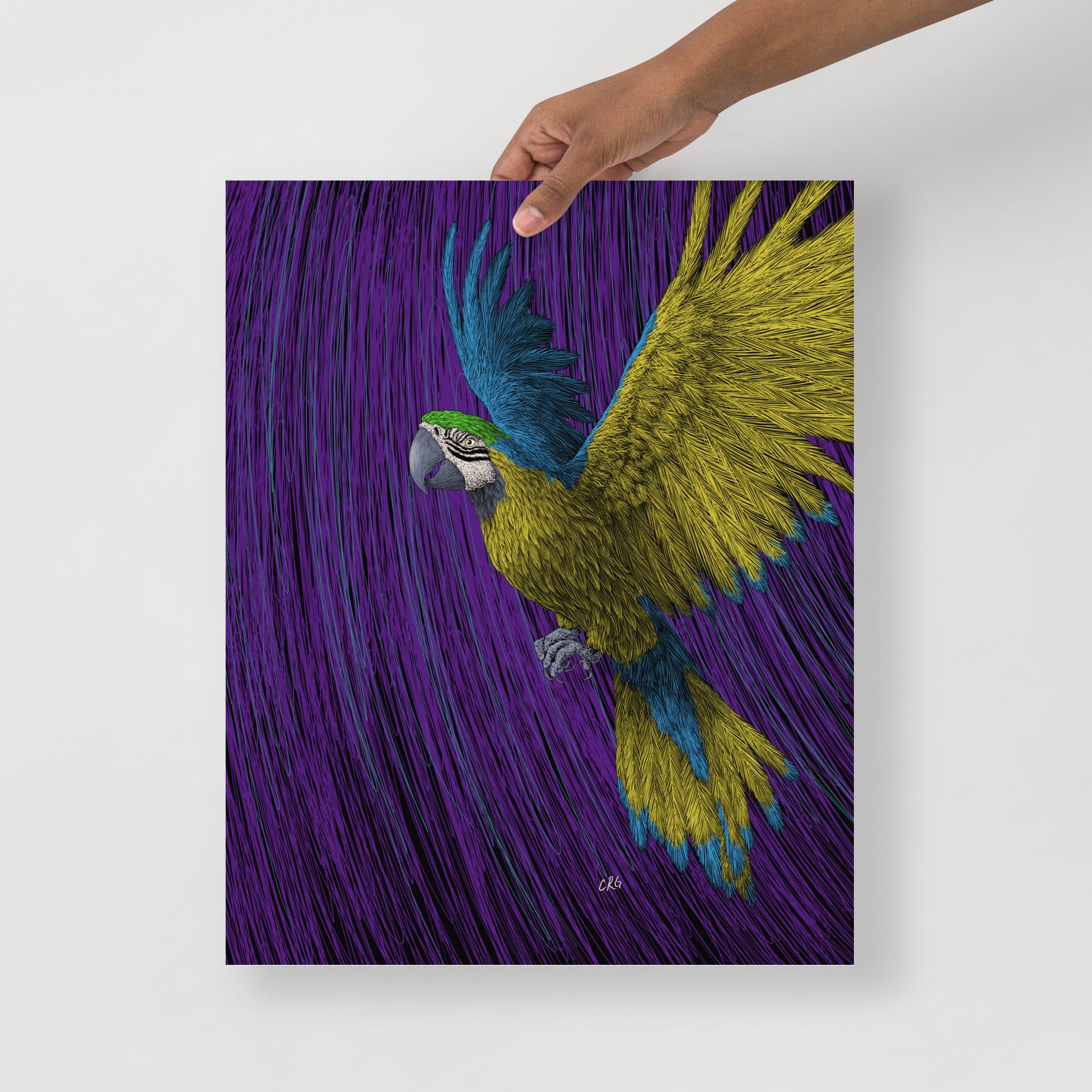 Macaw Art Print