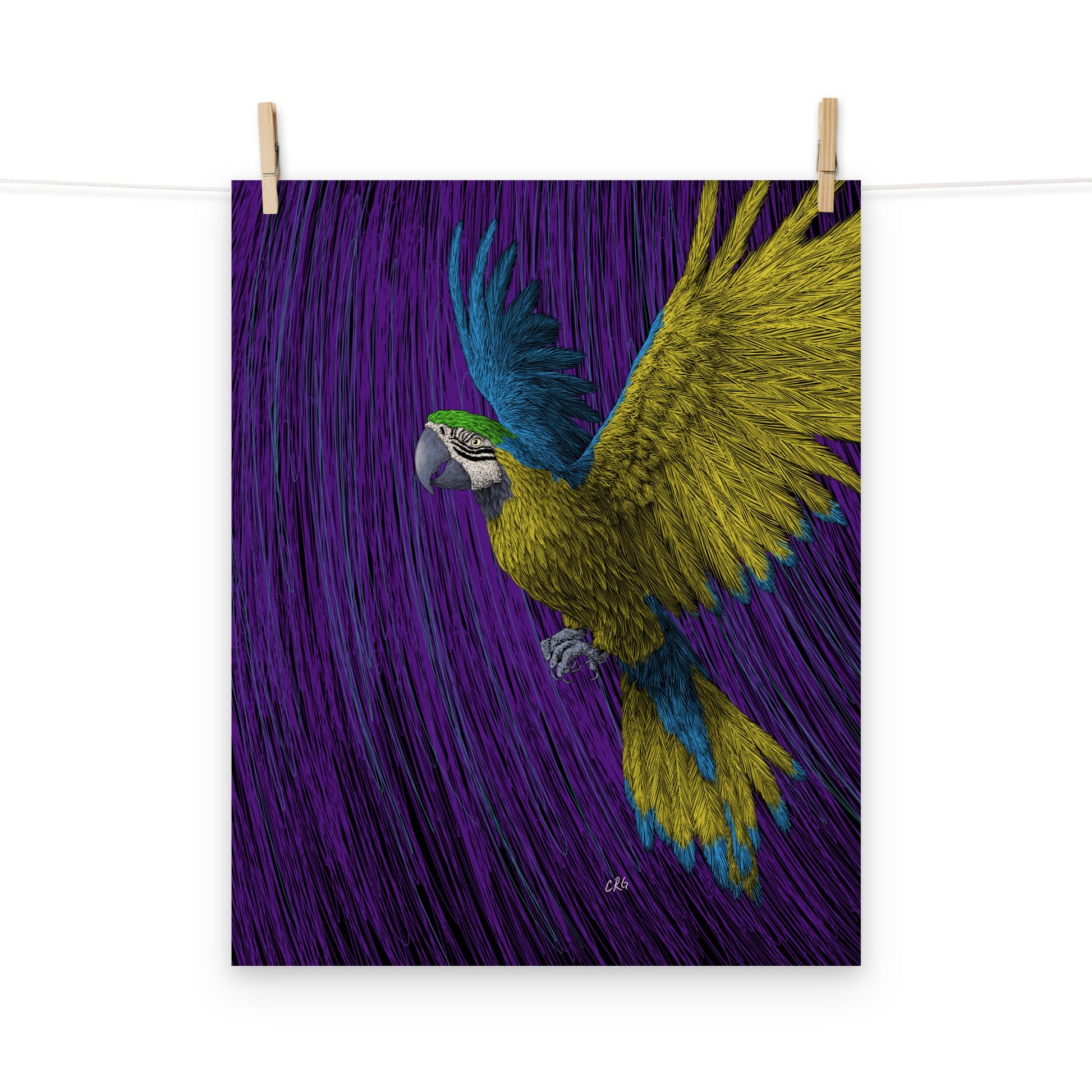 Macaw Art Print