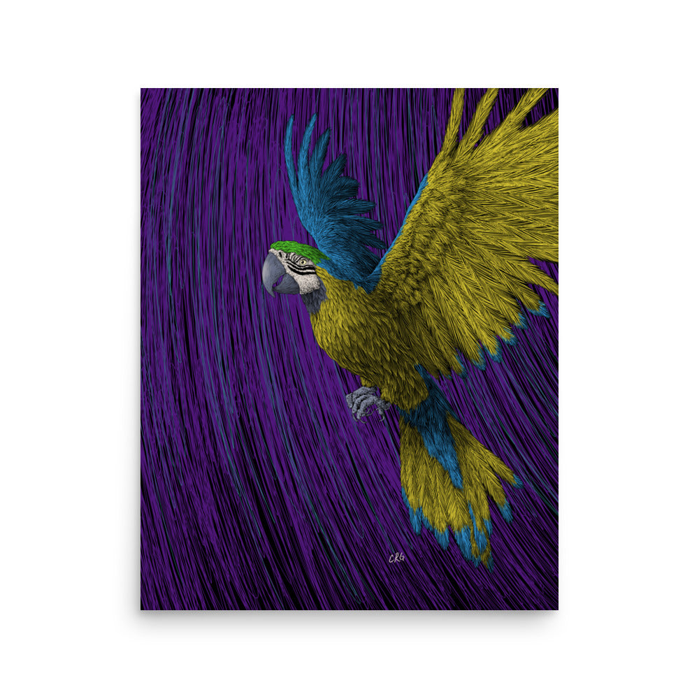 Macaw Art Print