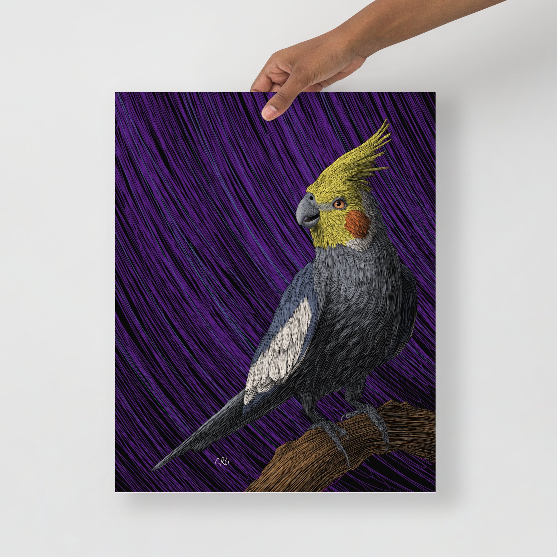 Cockatiel Art Print