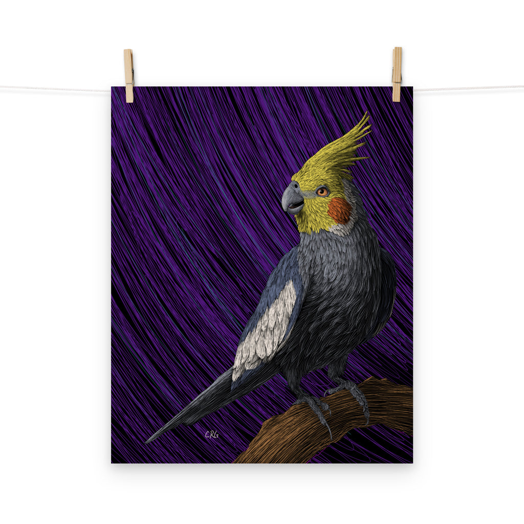 Cockatiel Art Print