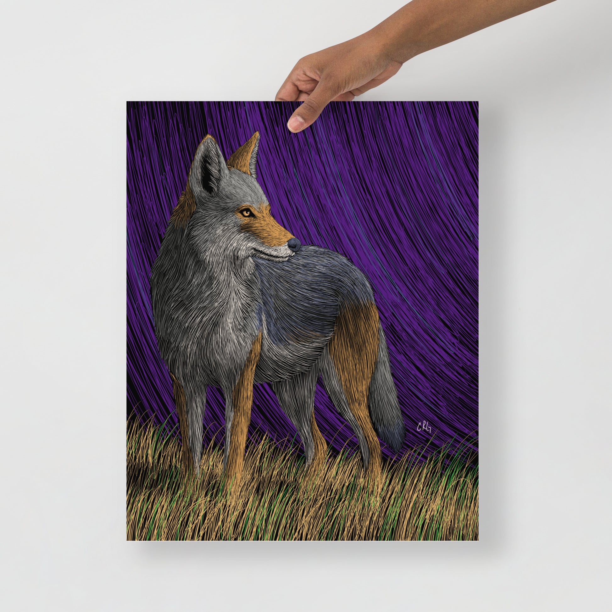 Coyote Art Print