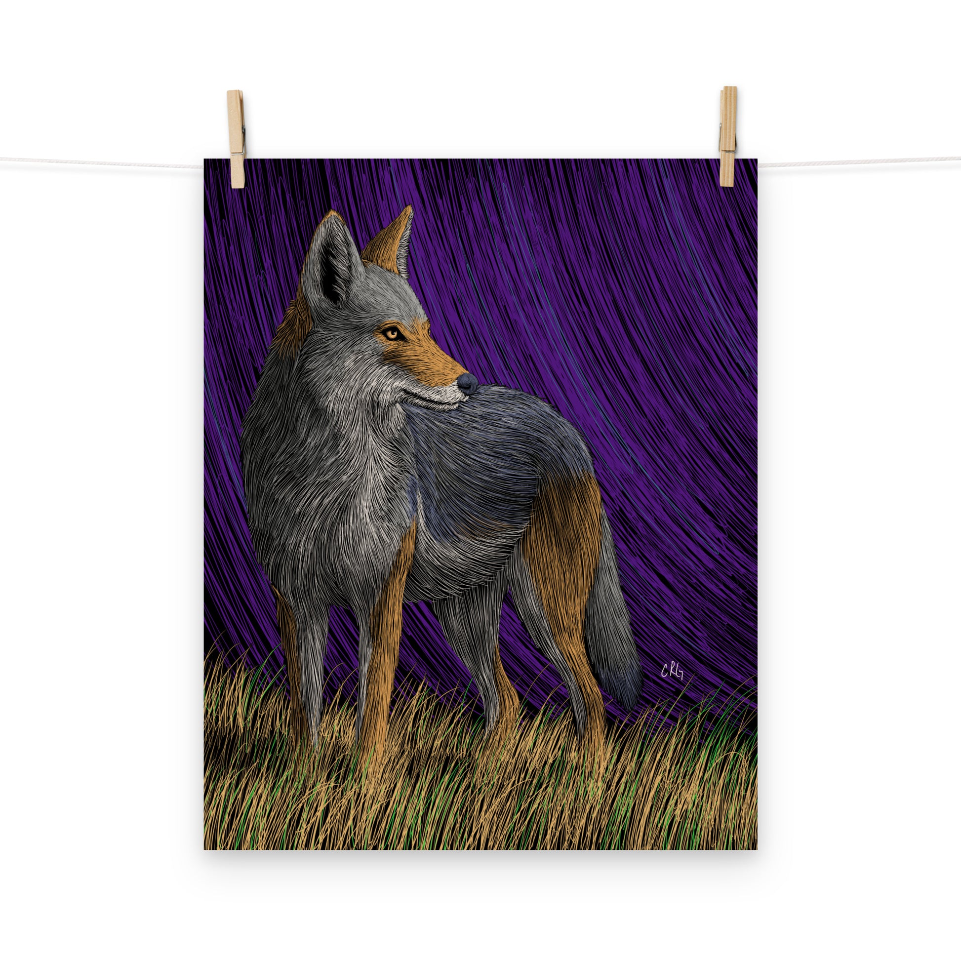 Coyote Art Print