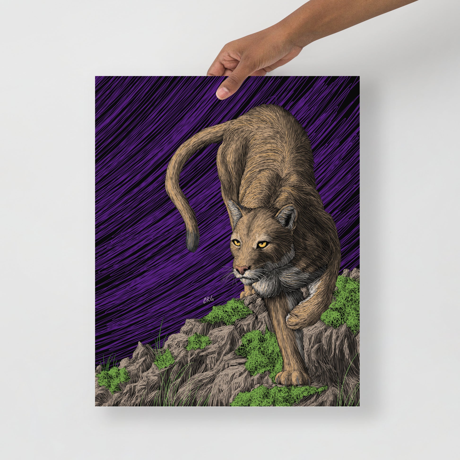 Mountain Lion Art Print