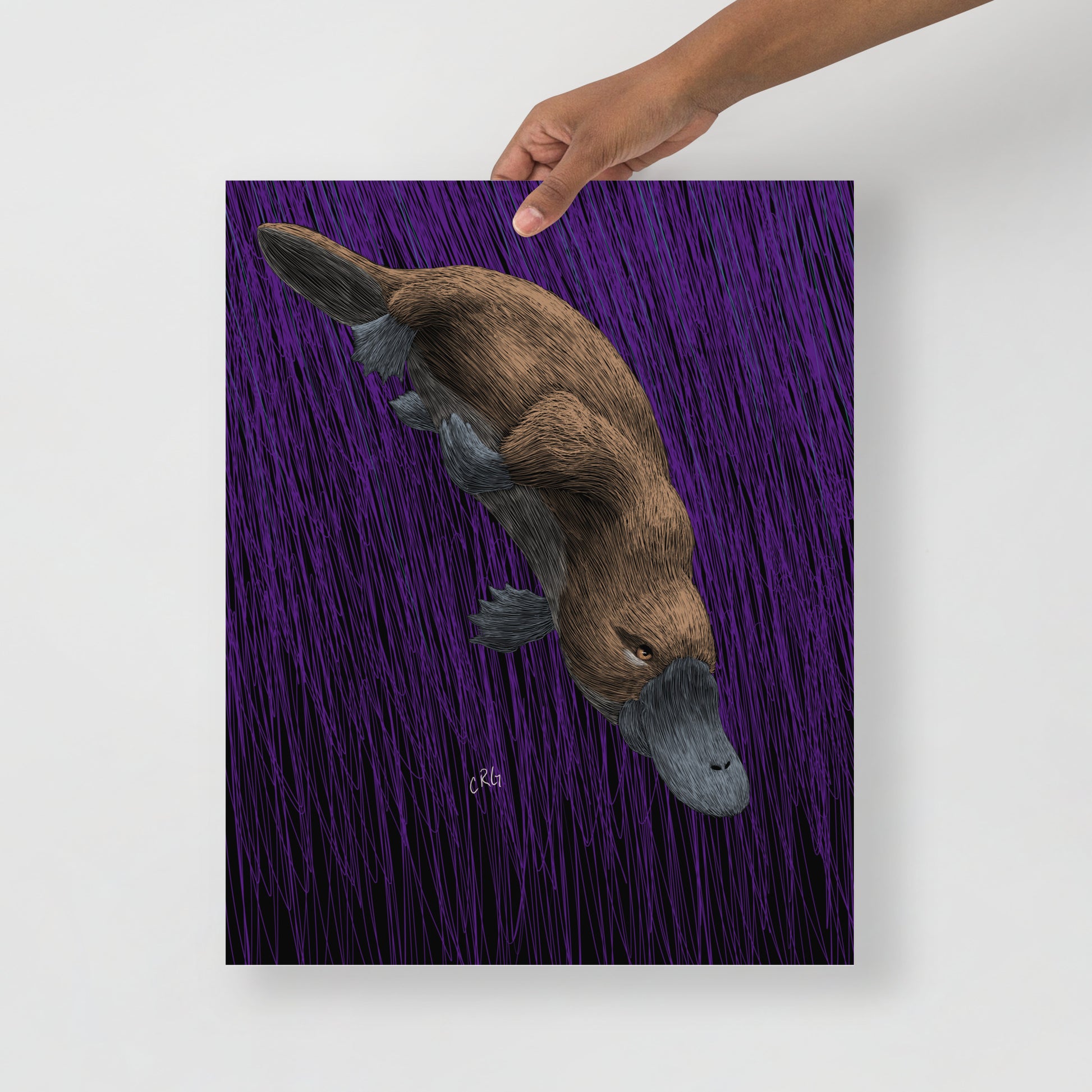 Platypus Art Print