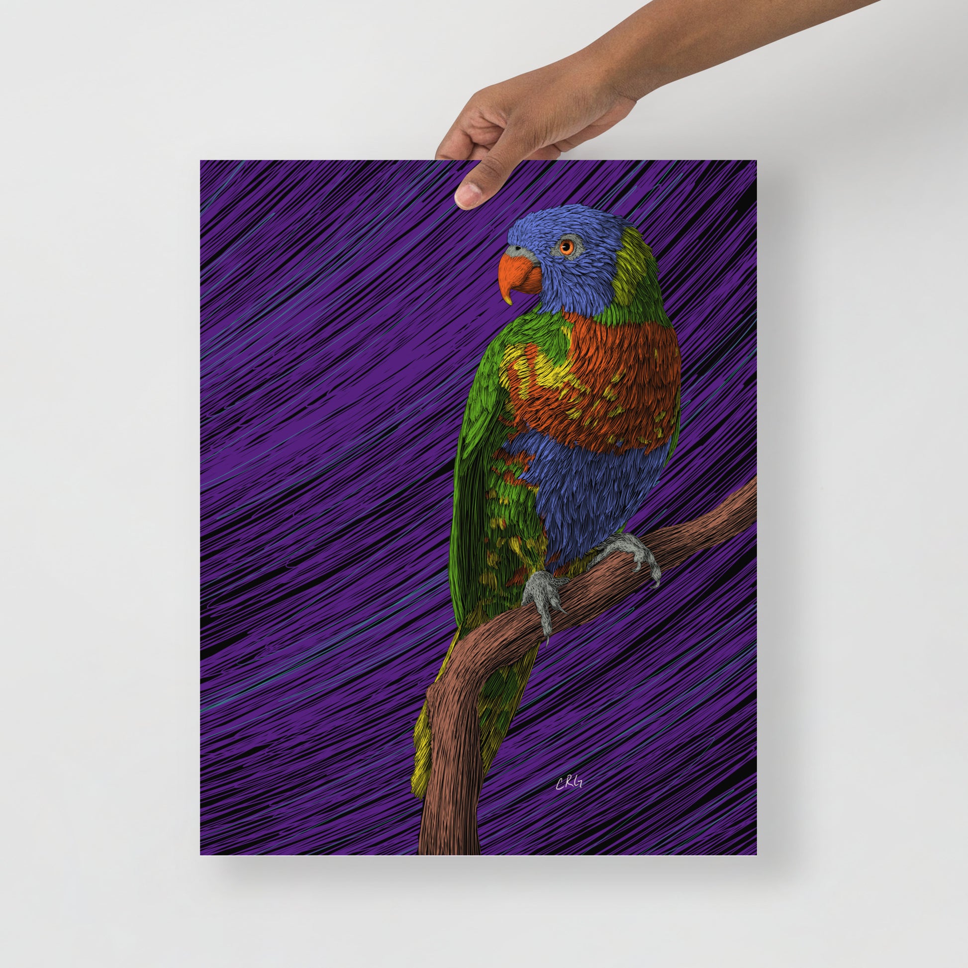 Lorikeet Art Print