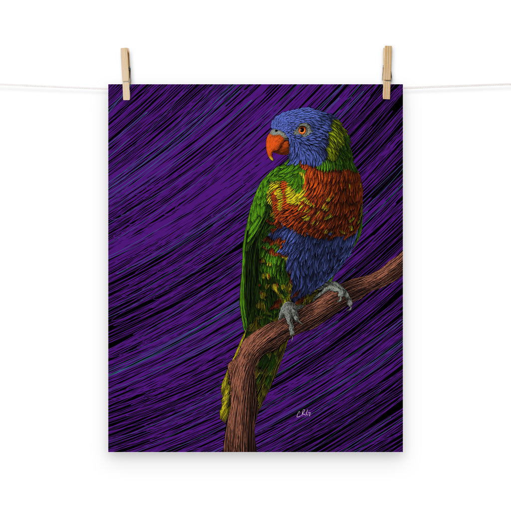 Lorikeet Art Print