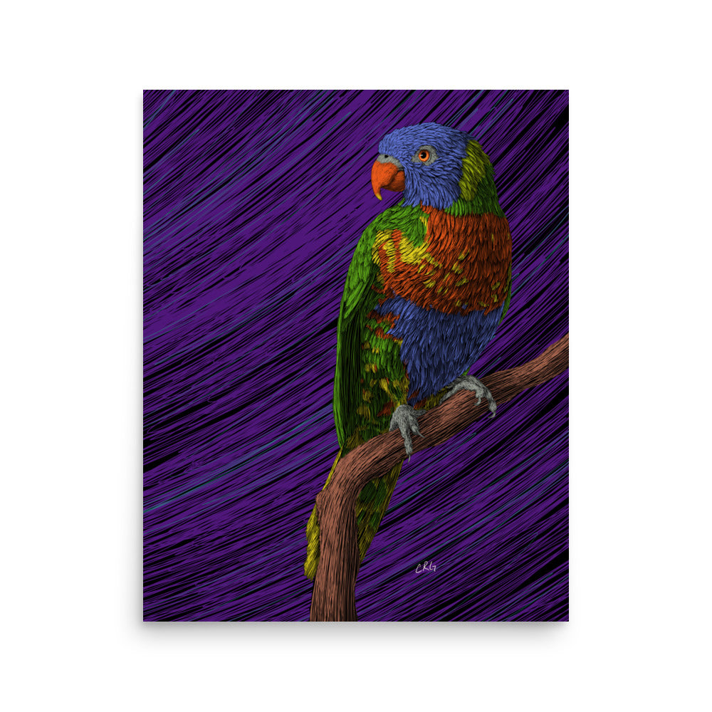 Lorikeet Art Print