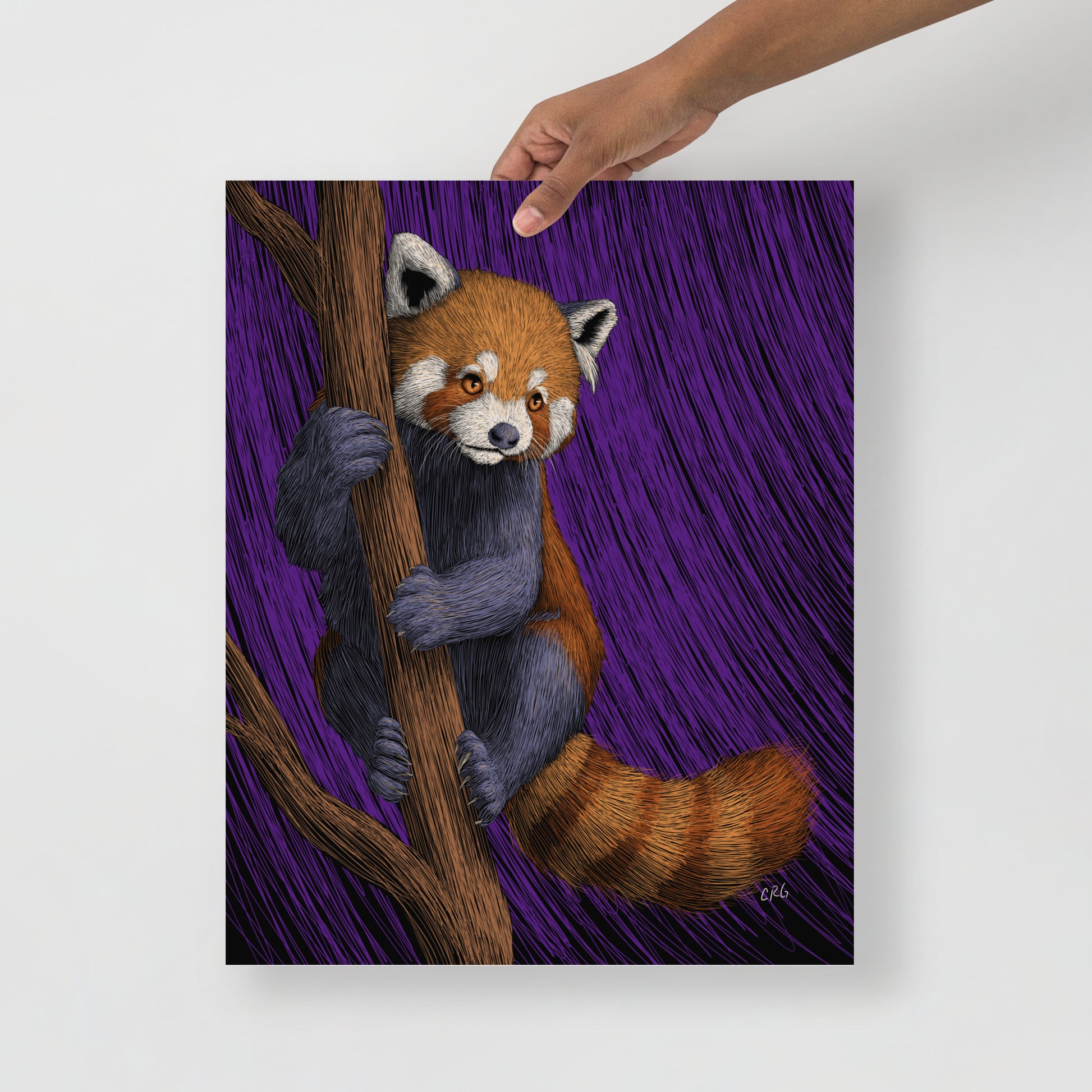 Red Panda Art Print