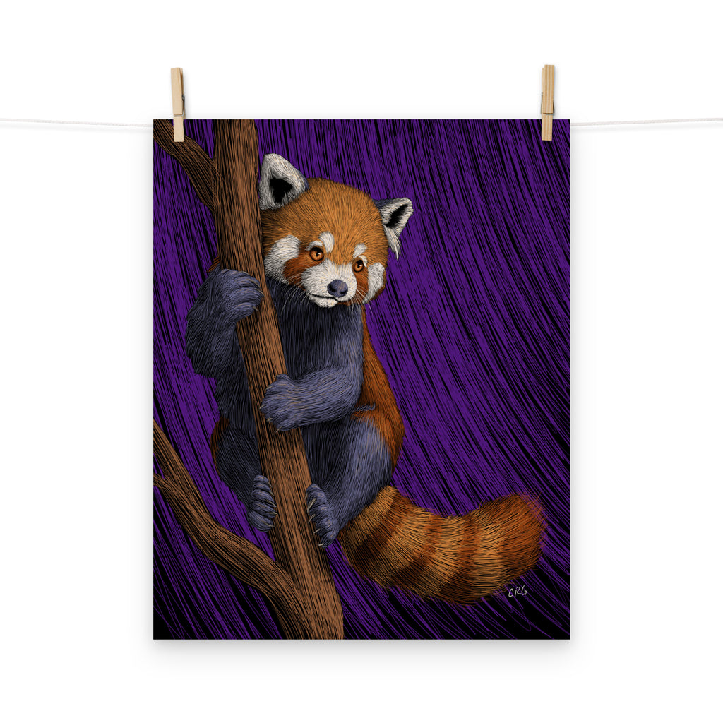 Red Panda Art Print
