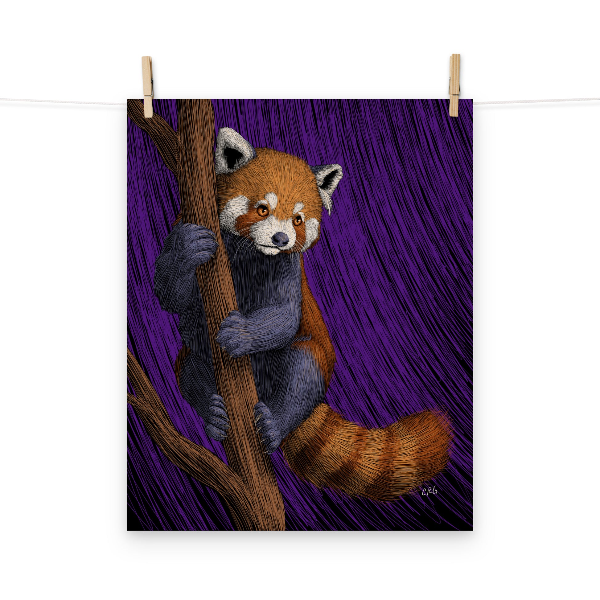 Red Panda Art Print