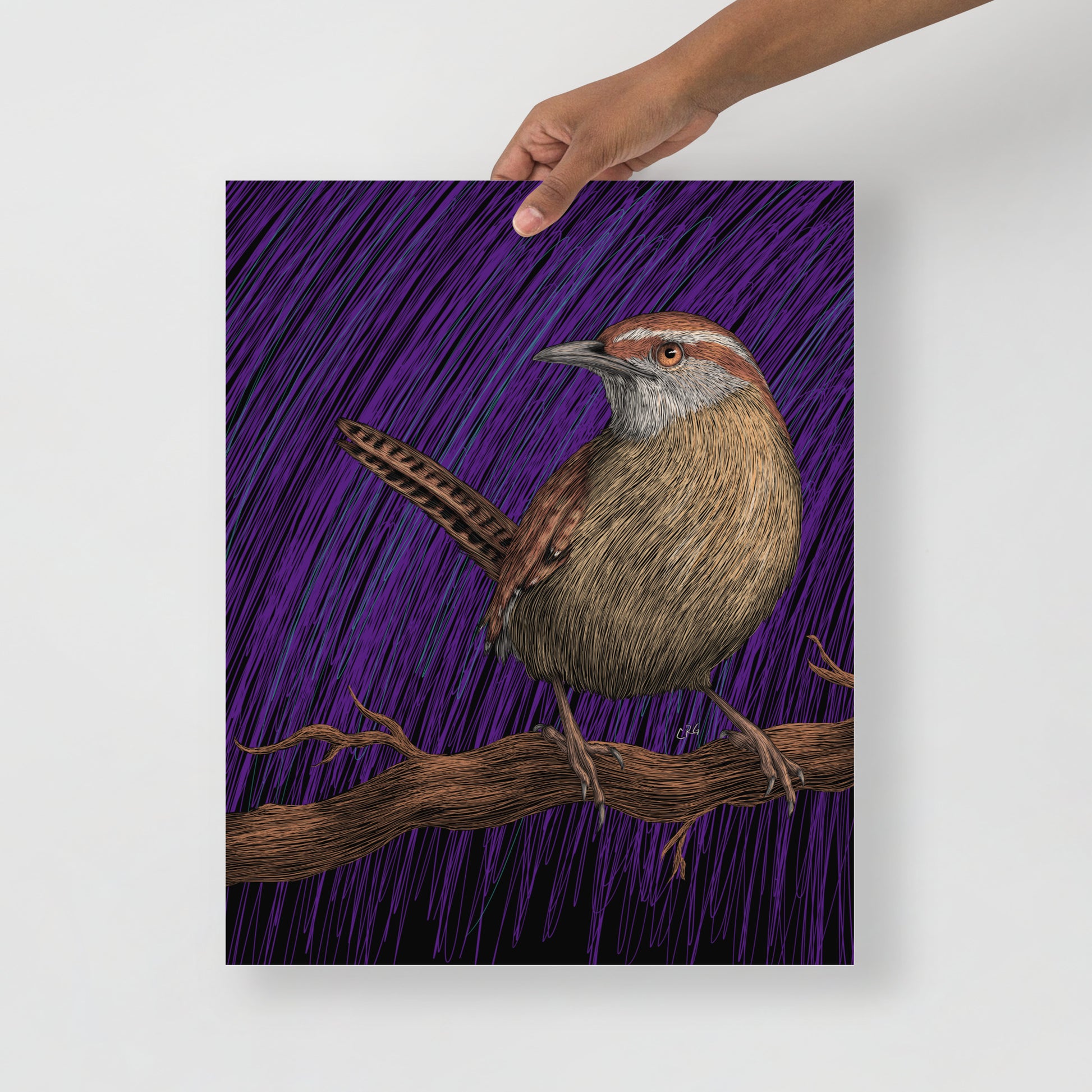 Wren Art Print