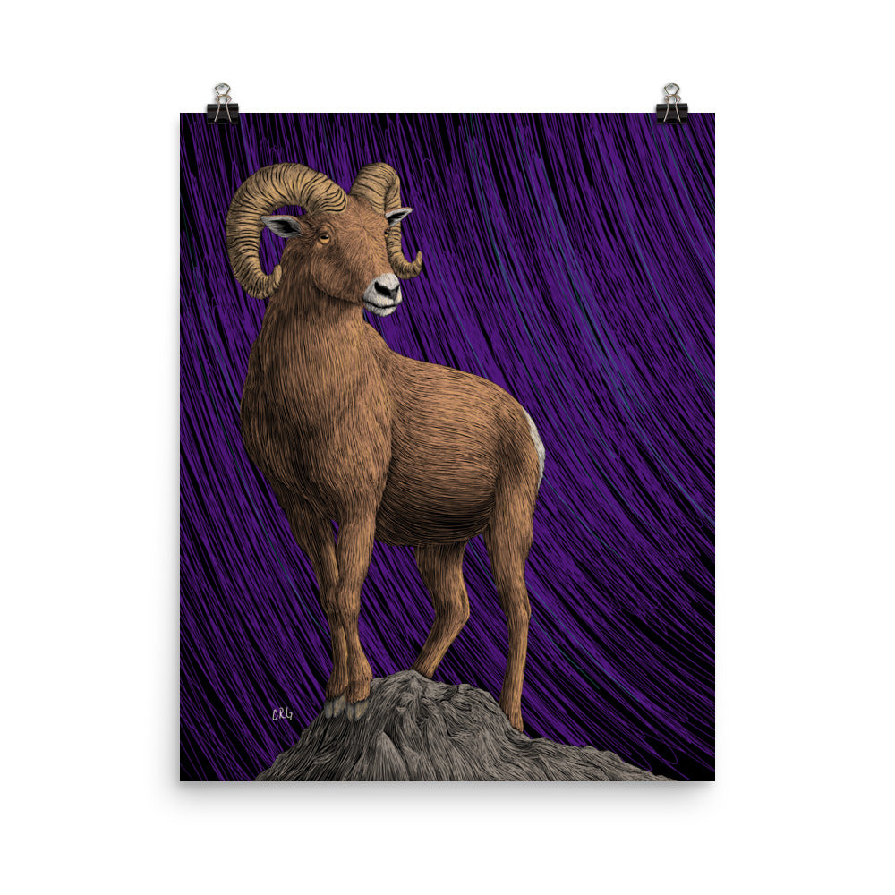 Bighorn Sheep Art Print